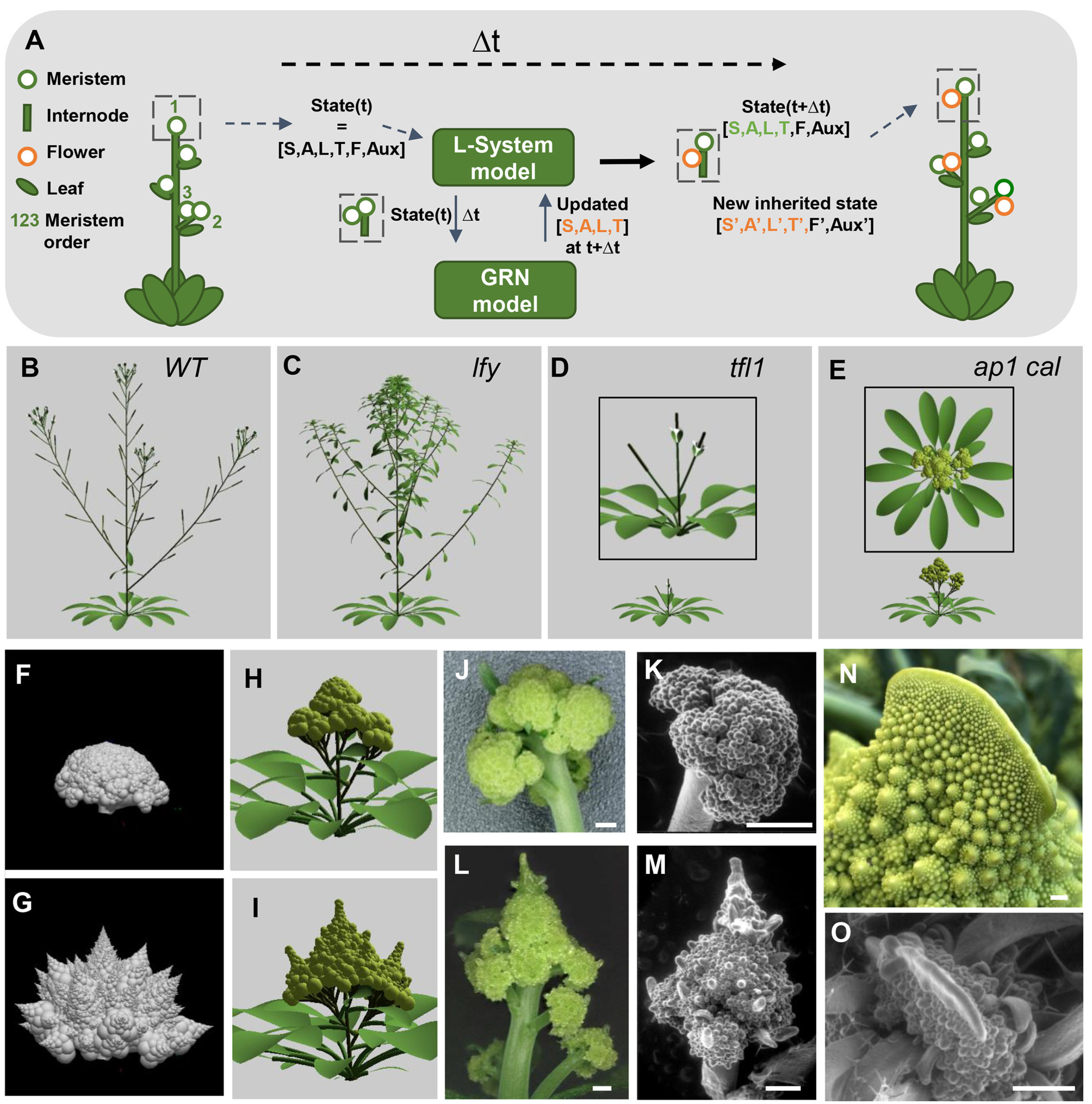 Infographic about the formation of the Romanesco structure from scientific paper linked to in the post