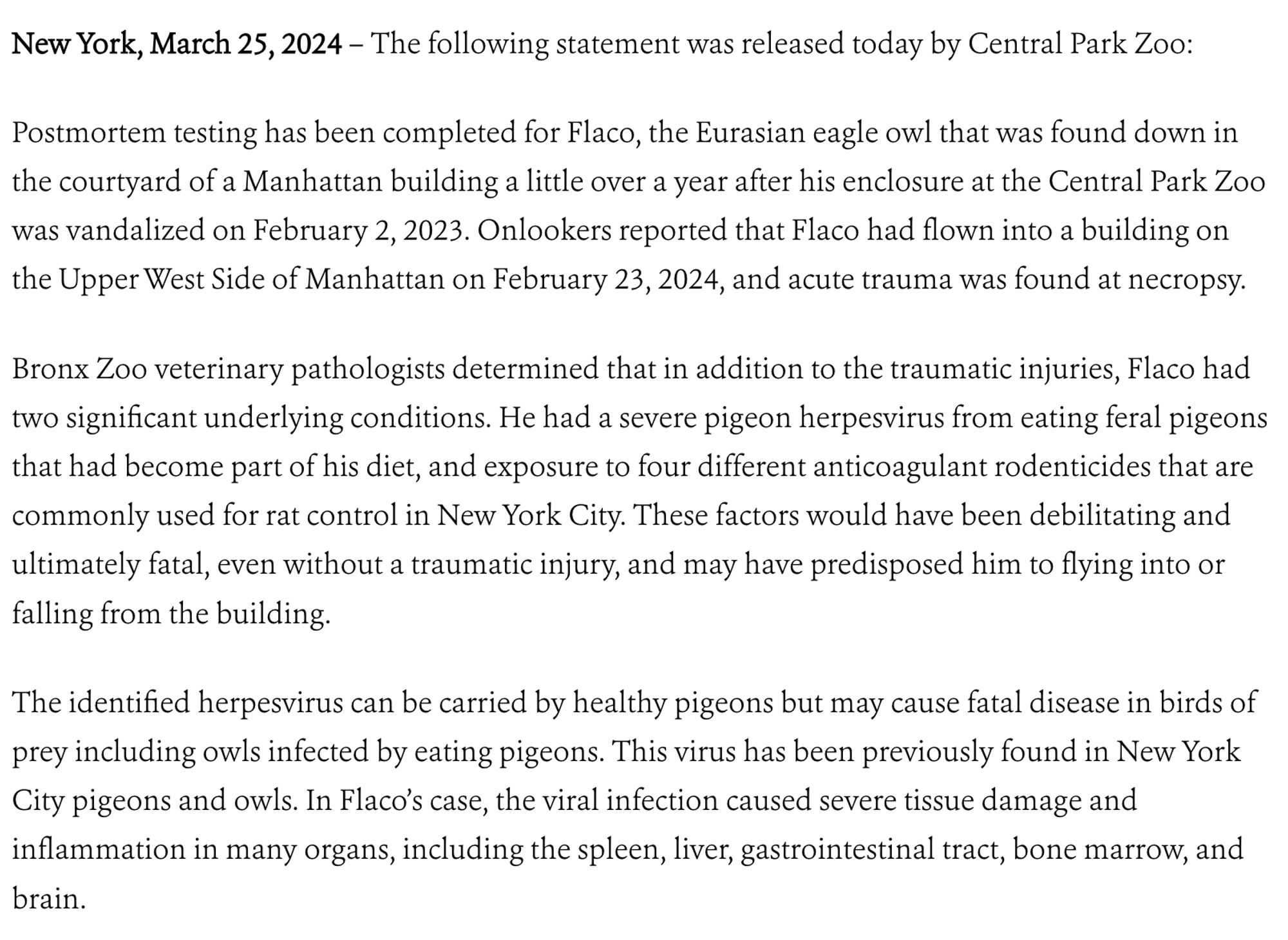New York, March 25, 2024 - The following statement was released today by Central Park Zoo:
Postmortem testing has been completed for Flaco, the Eurasian eagle owl that was found down in the courtyard of a Manhattan building a little over a year after his enclosure at the Central Park Zoo was vandalized on February 2, 2023. Onlookers reported that Flaco had flown into a building on the Upper West Side of Manhattan on February 23, 2024, and acute trauma was found at necropsy.
Bronx Zoo veterinary pathologists determined that in addition to the traumatic injuries, Flaco had two significant underlying conditions. He had a severe pigeon herpesvirus from eating feral pigeons that had become part of his diet, and exposure to four different anticoagulant rodenticides that are commonly used for rat control in New York City. These factors would have been debilitating and ultimately fatal, even without a traumatic injury, and may have predisposed him to flying into or falling from the building.