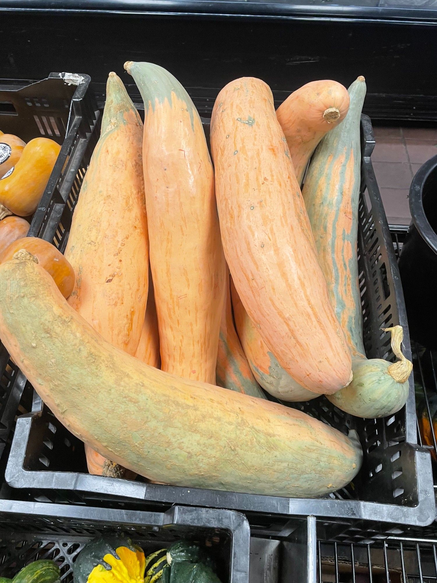 Georgia candy roatser squash: enormous cigar-shaped orange-and-green squash in a black plastic tray