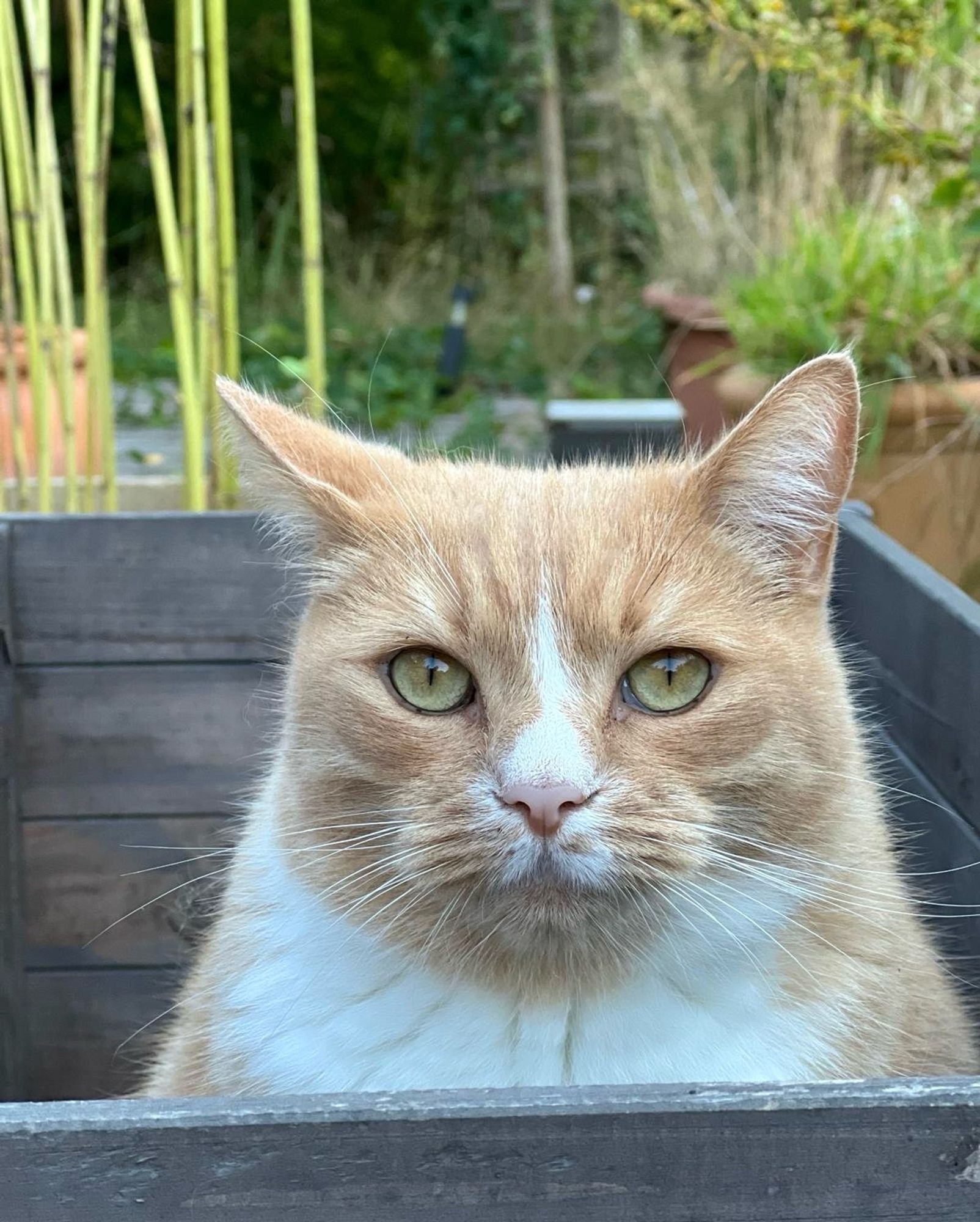 Kater Iwan sitzt in einer Holzkiste, nur sein Kopf und wenig von seinem Körper ist sichtbar. Seine grünen Augen sind weit geöffnet, er schaut frontal in die Kamera, aber total gelassen.