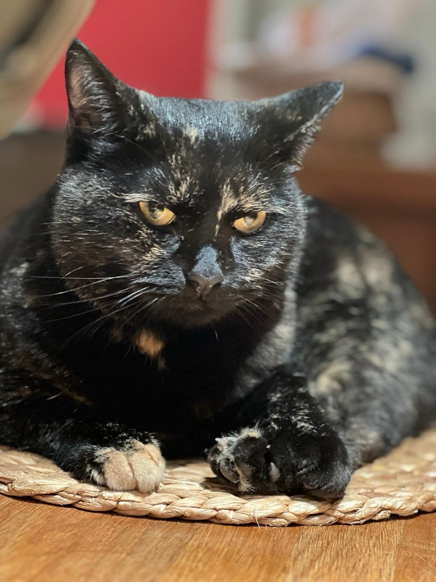 Mrs. Saoirse schaut erkennbar genervt. Sie sitz auf einem Untersetzer auf dem Tisch.