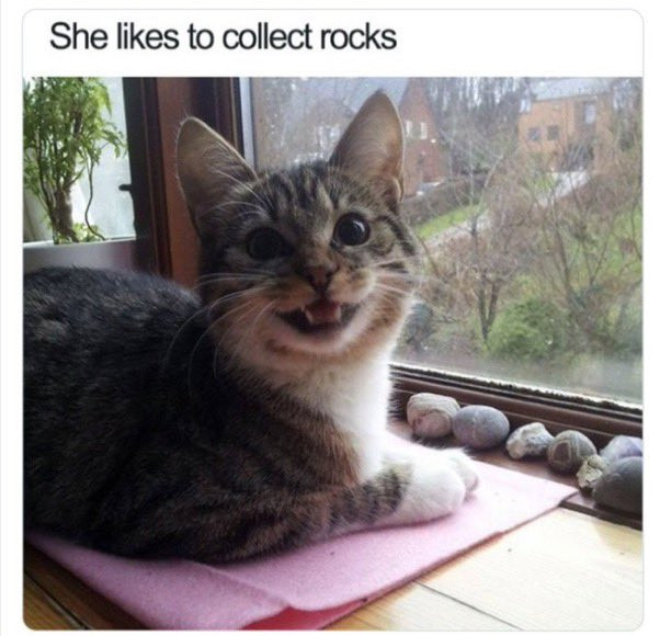 Cat with rocks that looks happy l

“She likes to collect rocks