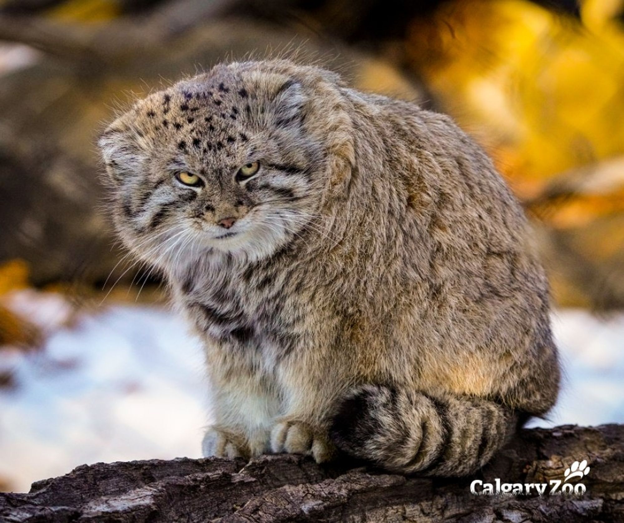 A pallas cat sits upright on a log, curls its floofy tail, and gives a glare that many middle school teachers have perfected.