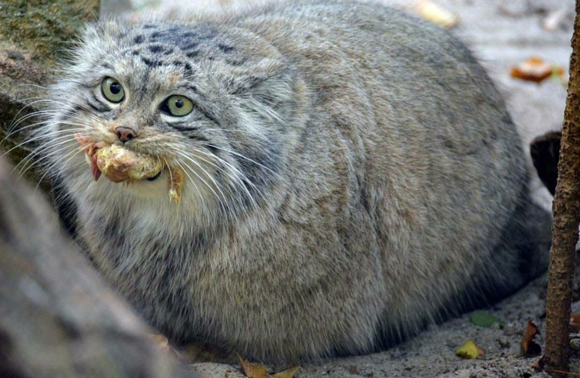 A pallas cat sits in very round loaf form. Her face doesn't look murderous for once, probably because the last creature she murdered is still stuffed in her mouth.