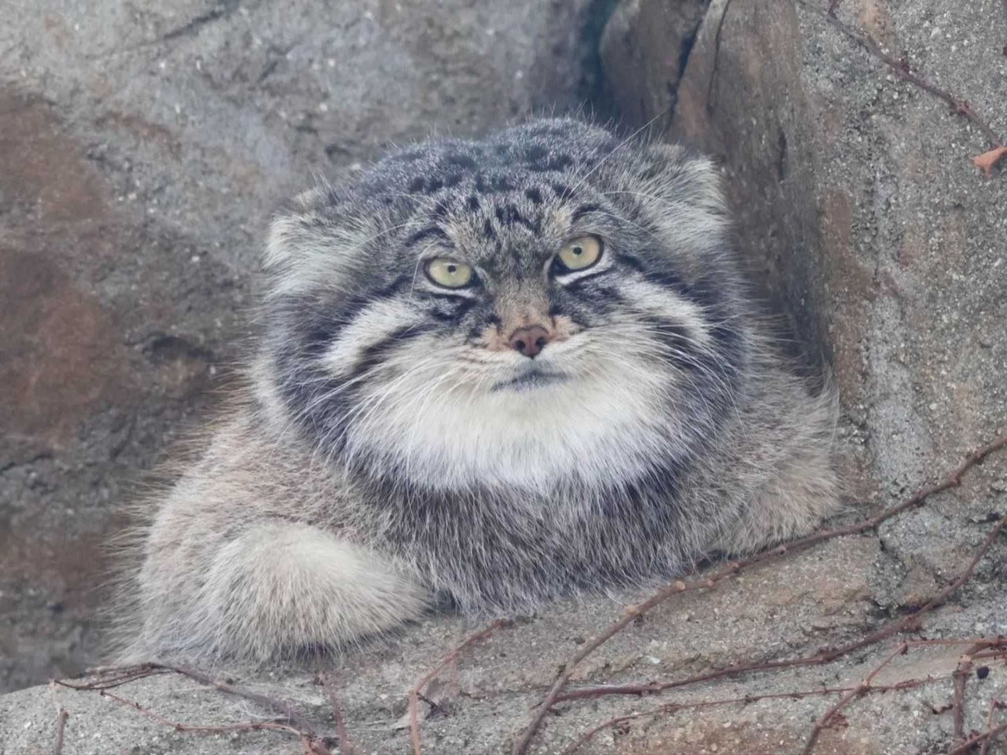 A pallas cat - a grey feline with very long hair and oddly human round pupils - sits with one forepaw on a log and glares at the camera like he's about to make a customer service complaint.