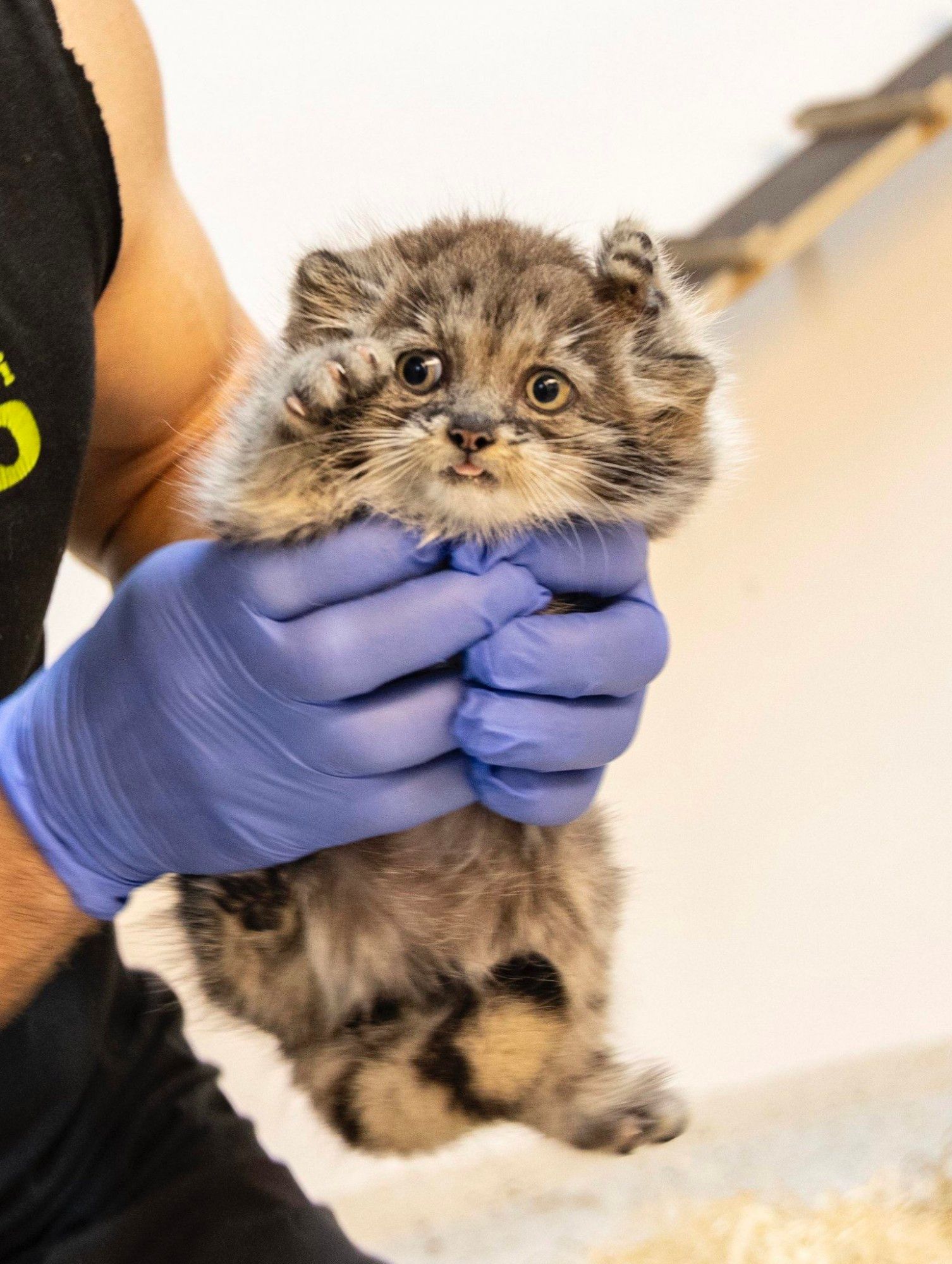 A pallas kitten is held by a person wearing blue gloves. They have the look of existential despair often seen in young kittens, but something about their fae also suggests that this is the origin story of a supervillain.