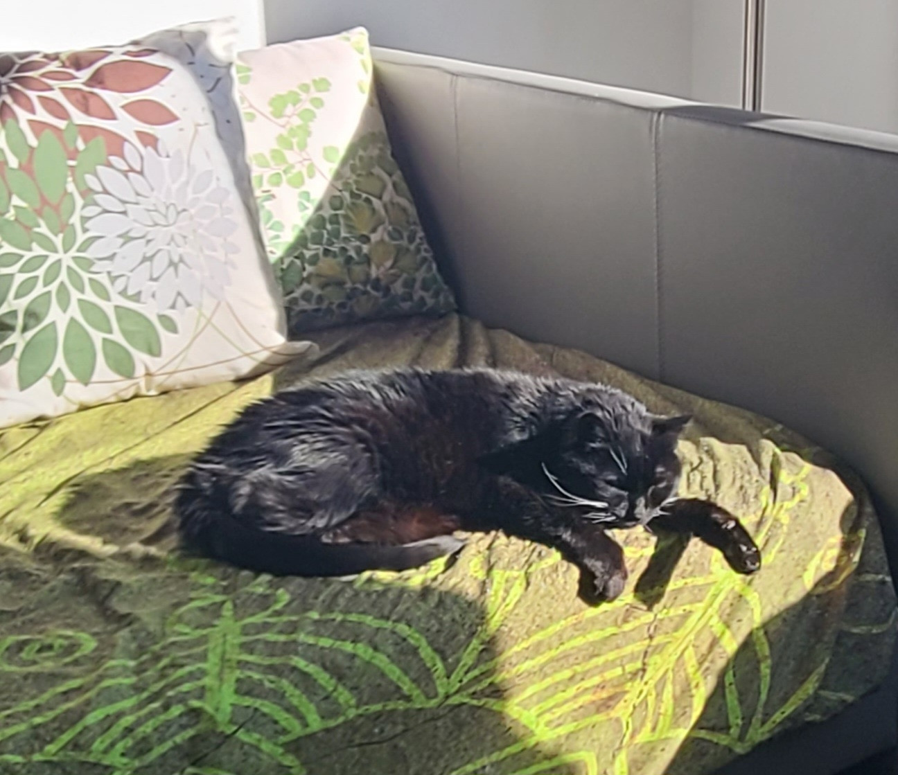 A small black cat snoozes in a sunny spot on a daybed, which has a duvet cover and pillows in green botanical patterns.