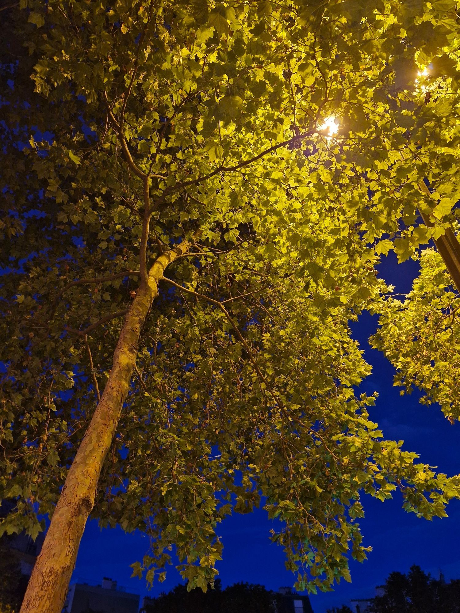 Photo prise sous un arbre lui-même éclairé par un lampadaire. On voit le ciel bleu roi au travers et au fond quelques toits d'immeubles