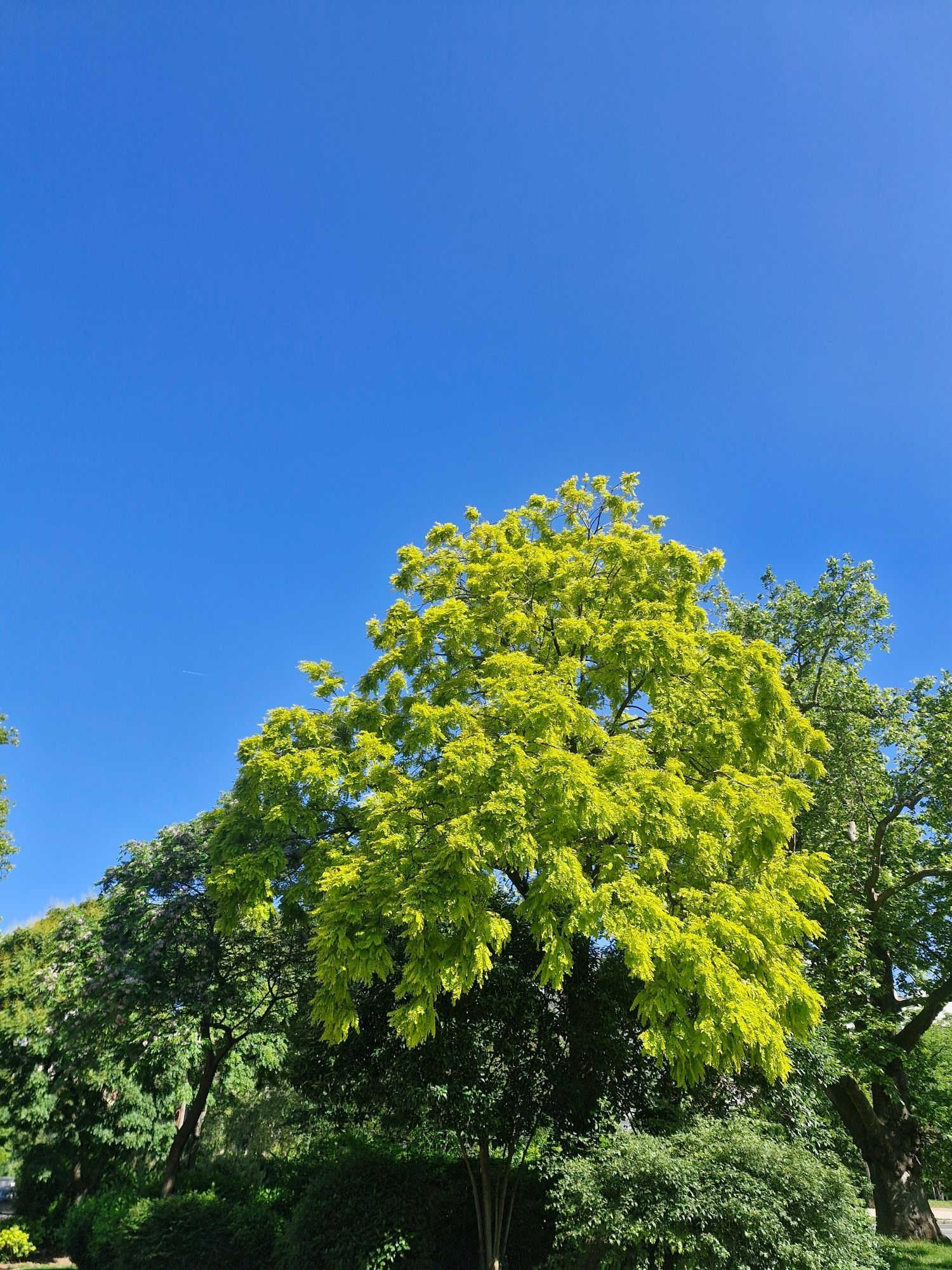 Arbre jaune vert sous ciel tout bleu