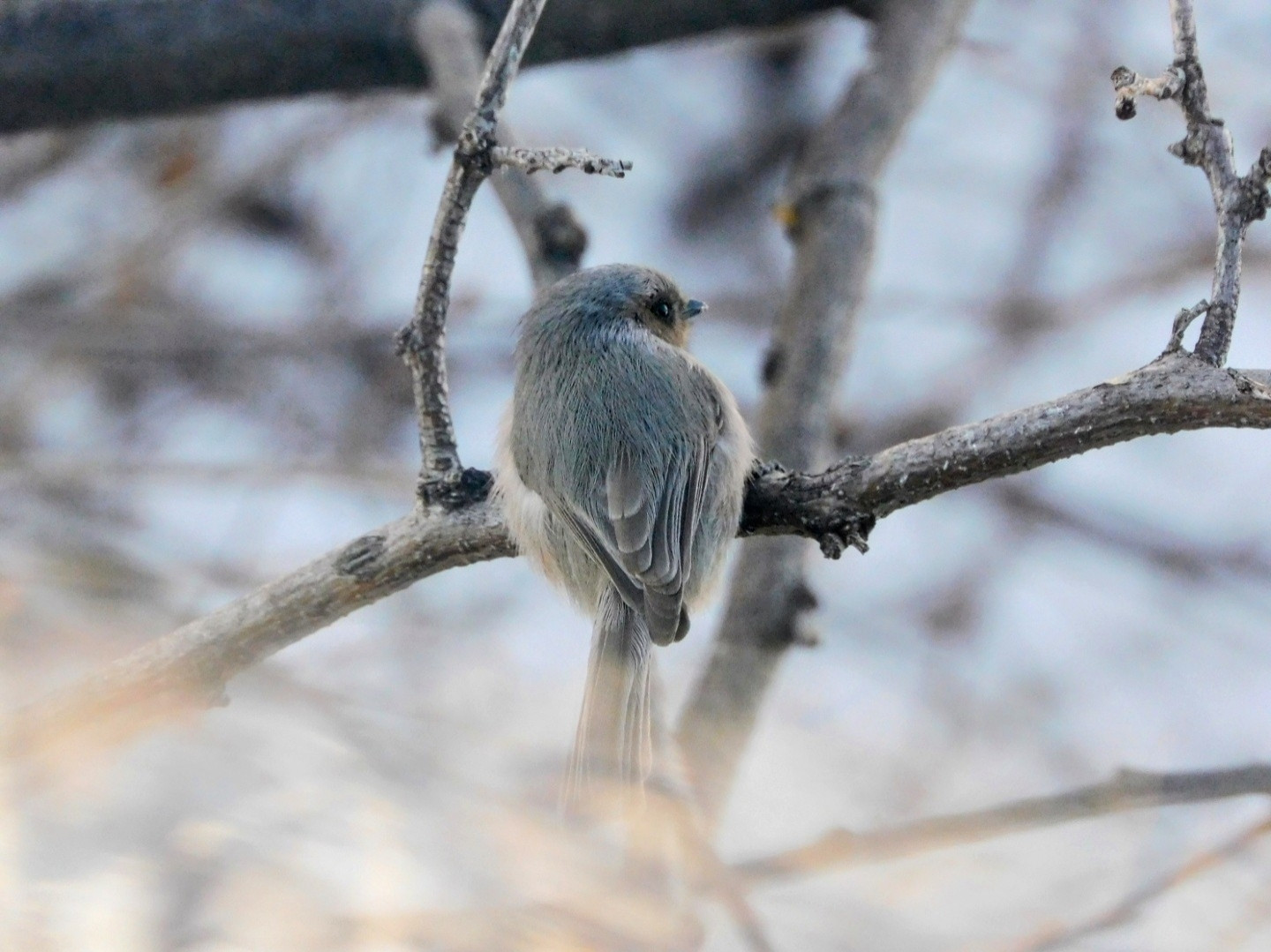 Small gray Bushtit sitting on a branch with its back to the camera, looking to the right.