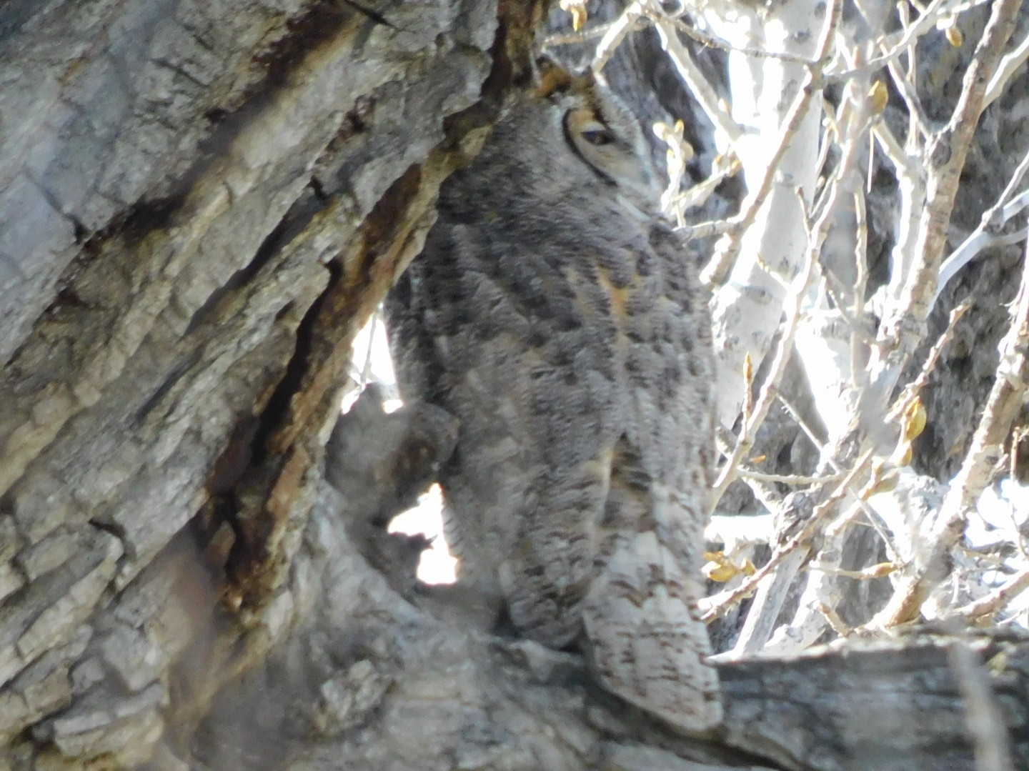 Adult Great-Horned Owl in a tree with its back to the camera looking over it's right shoulder.