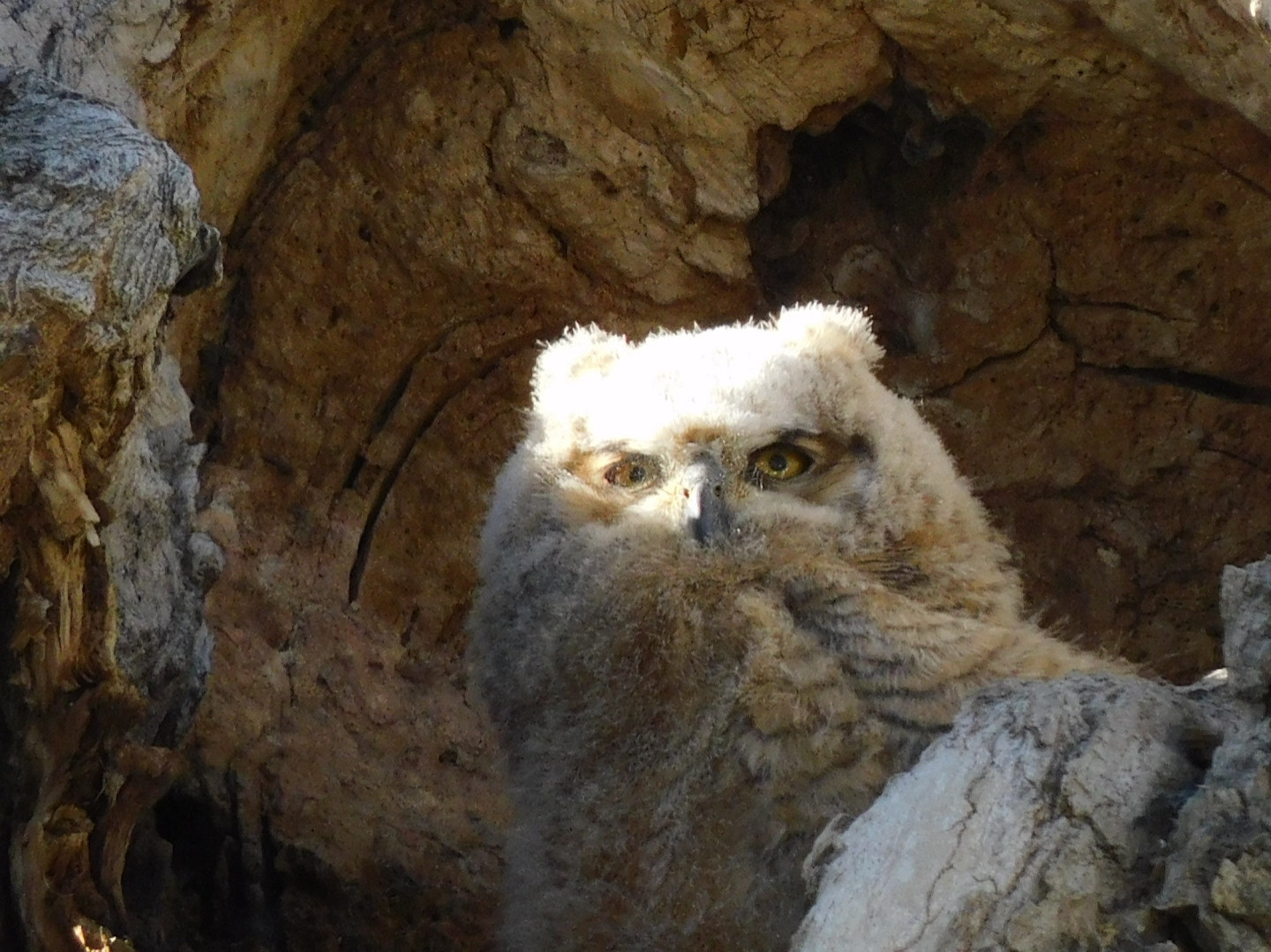 A baby Great-Horned Owl looking out of a tree hollow.