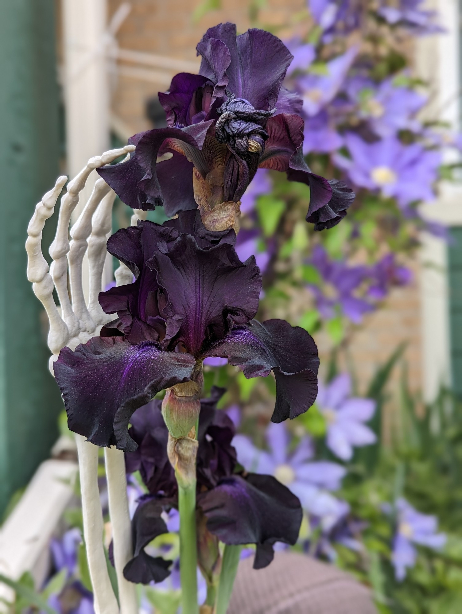 Dark purple iris next to a skeleton hand.