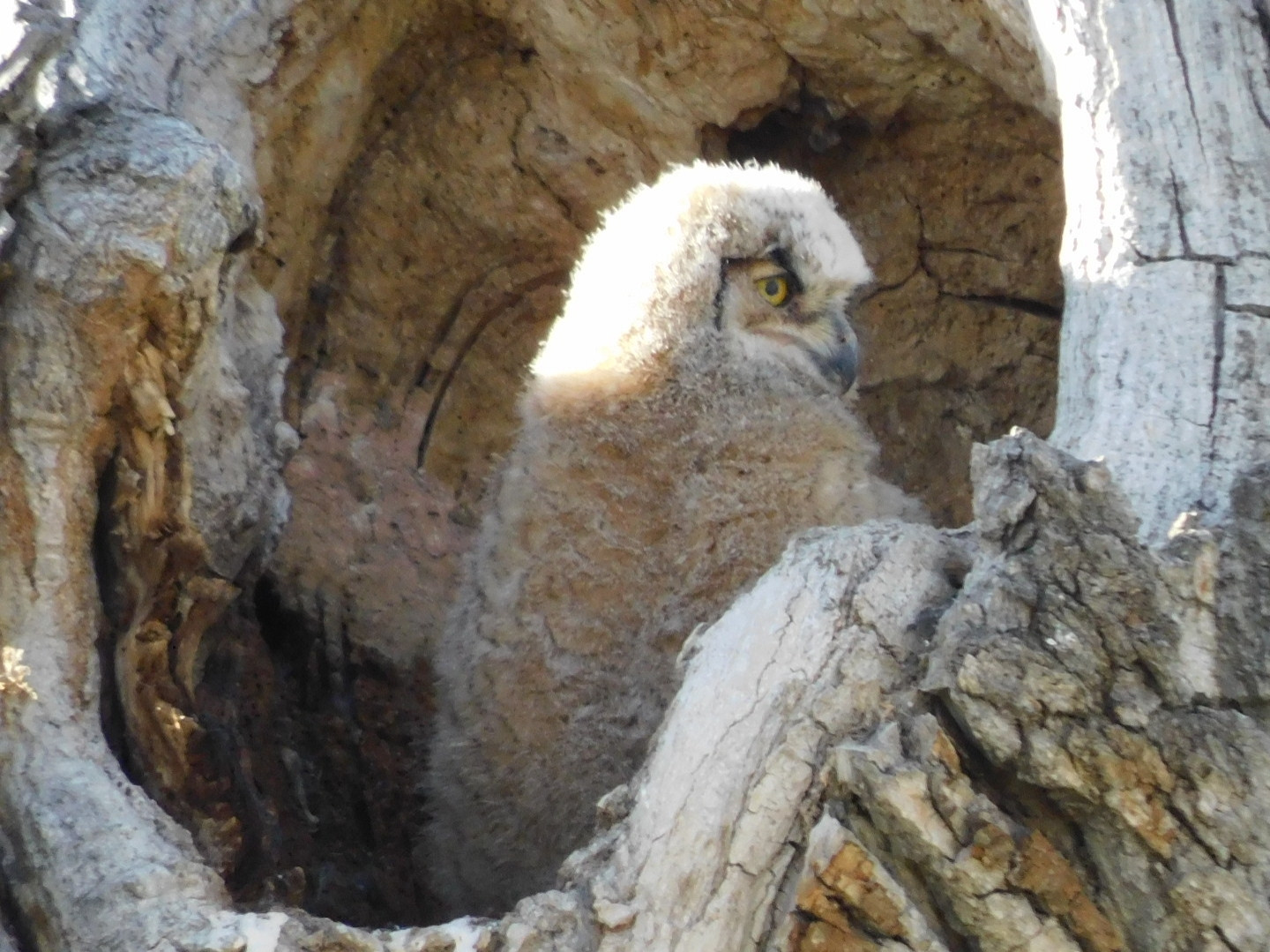 A baby Great-Horned Owl still in its fuzzy feathers in a tree hollow.