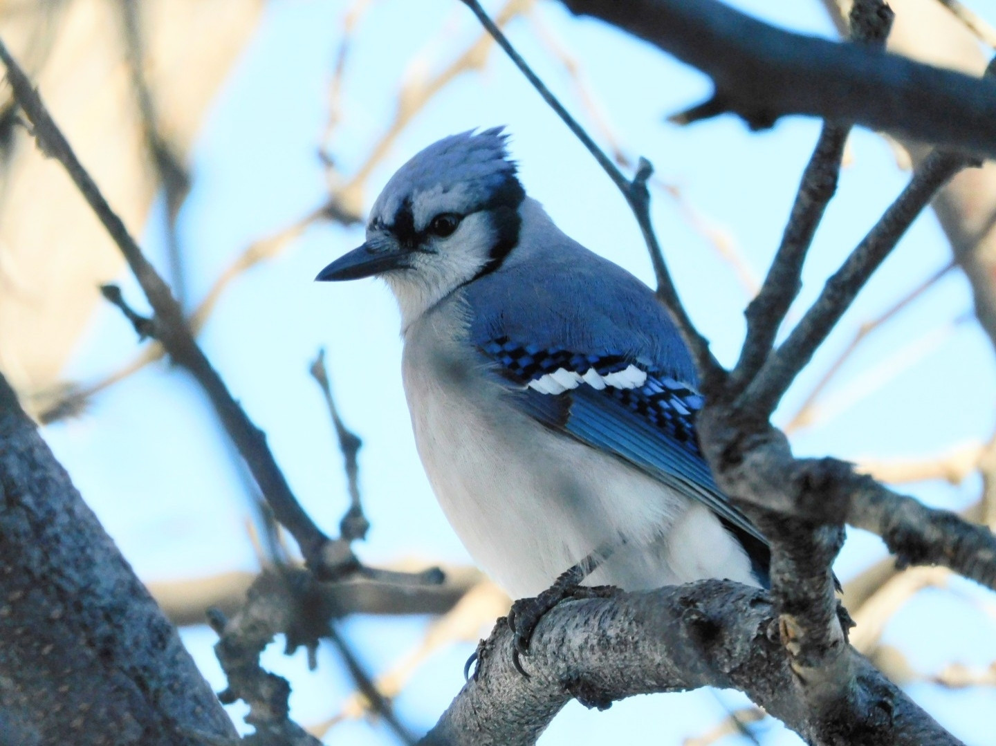 A Blue Jay sits on a branch against a light blue background.