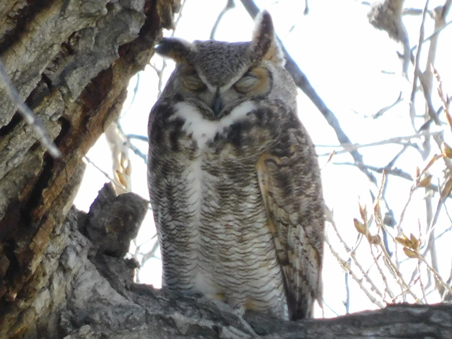 A Great-Horned Owl asleep on a tree branch.