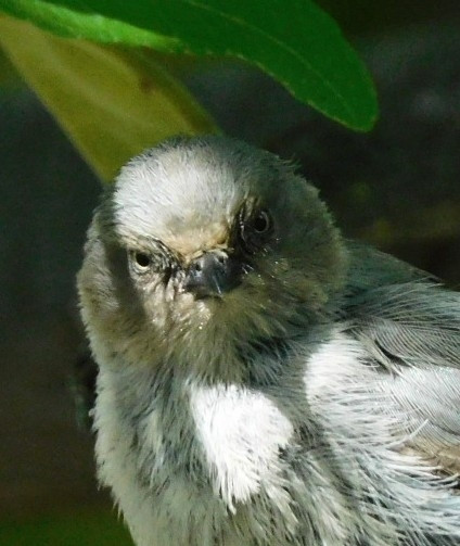 gray bushtits looking at the camera with an annoyed look.