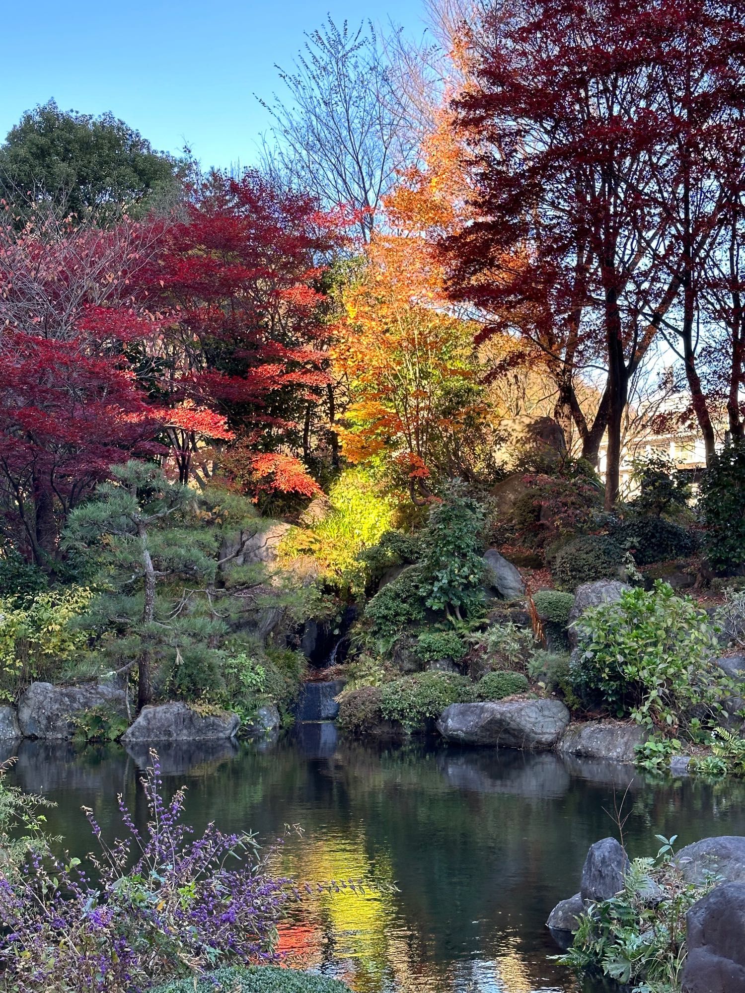 A Japanese onsen hotel garden, with autumn leaves, a pond, rocks and plants.