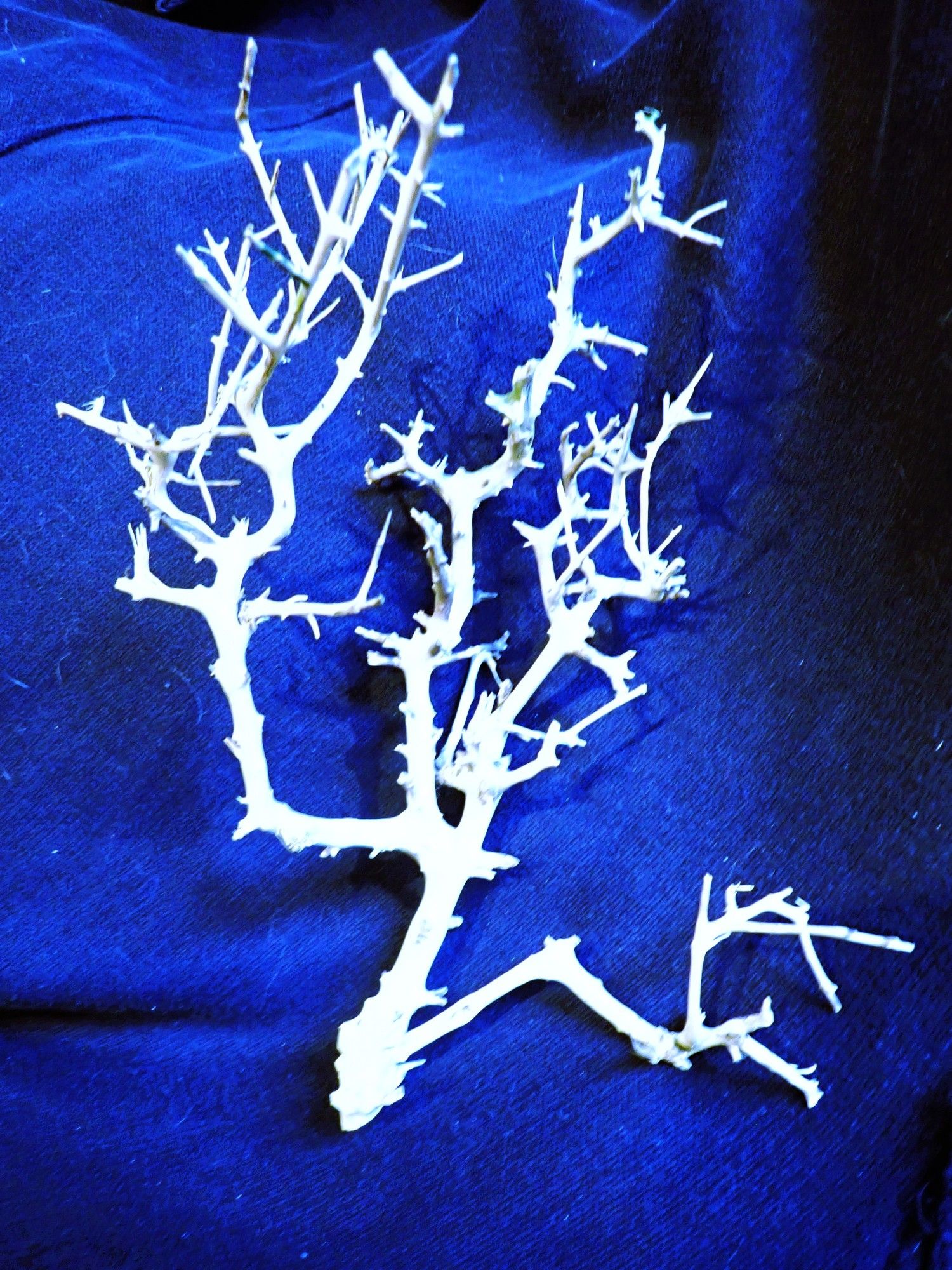 A branch white/blue colouring placed on a royal blue - dark blue background with shadows.  It is very craggy, gnarled with many offshoots going in different directions, curved, looping, a kind of natural structure, a writing.  A visual poem, an object poem, an eco poem.