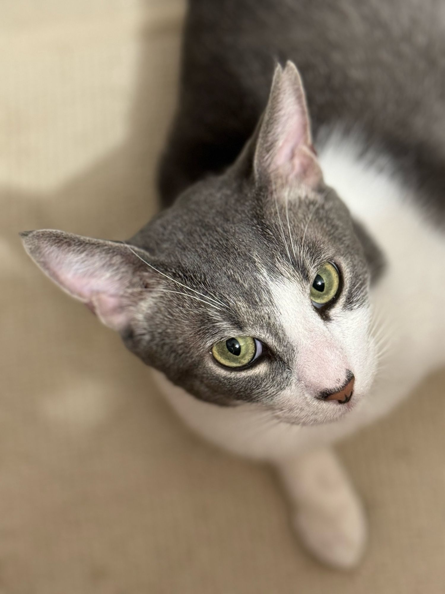 Grey and white shorthaired cat with green eyes looking at you intently.