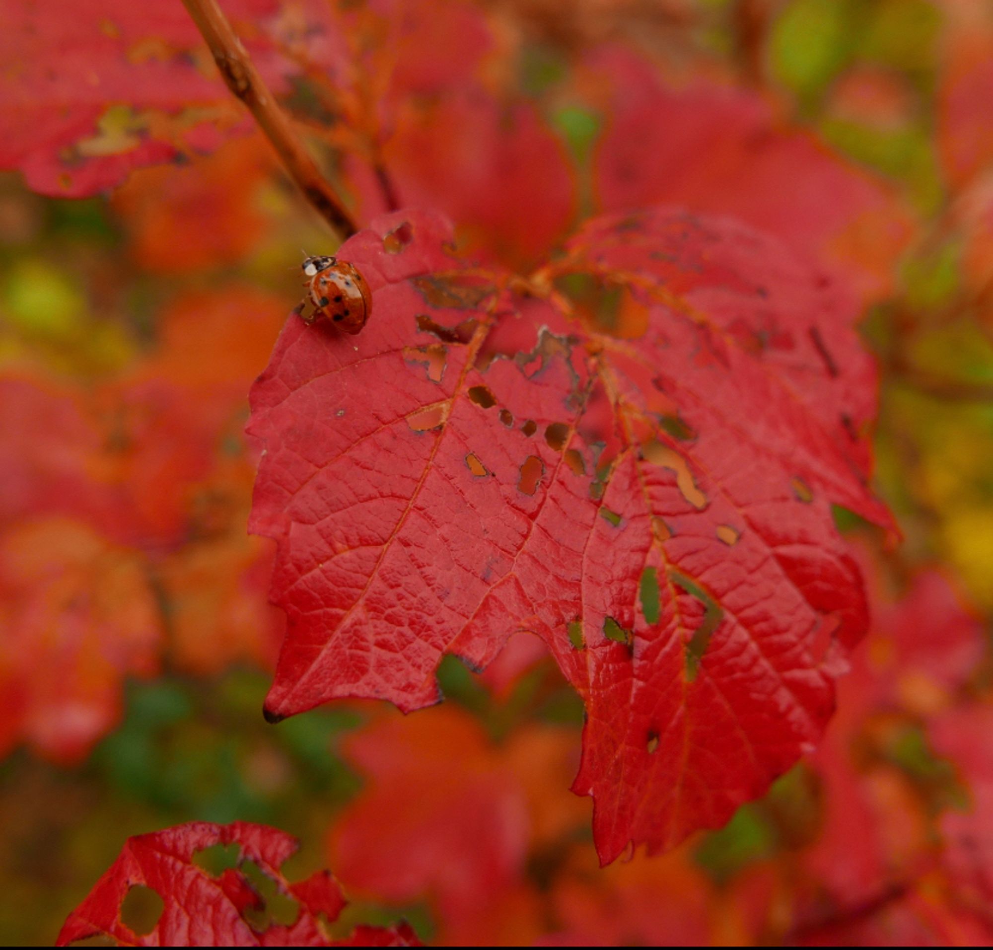 A ladybird on a bright red, autumnal viburnum leaf