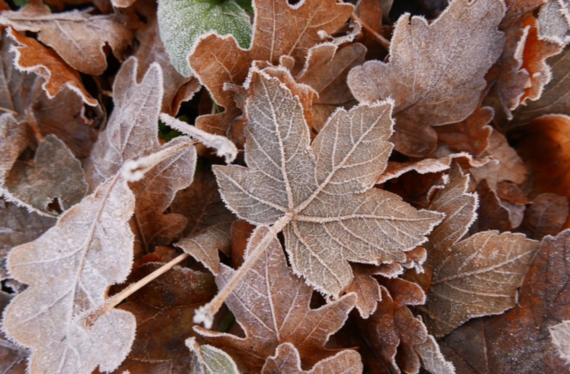 A frosty, fallen sycamore leaf on the ground amongst a mixture of other frosty tree leaves.