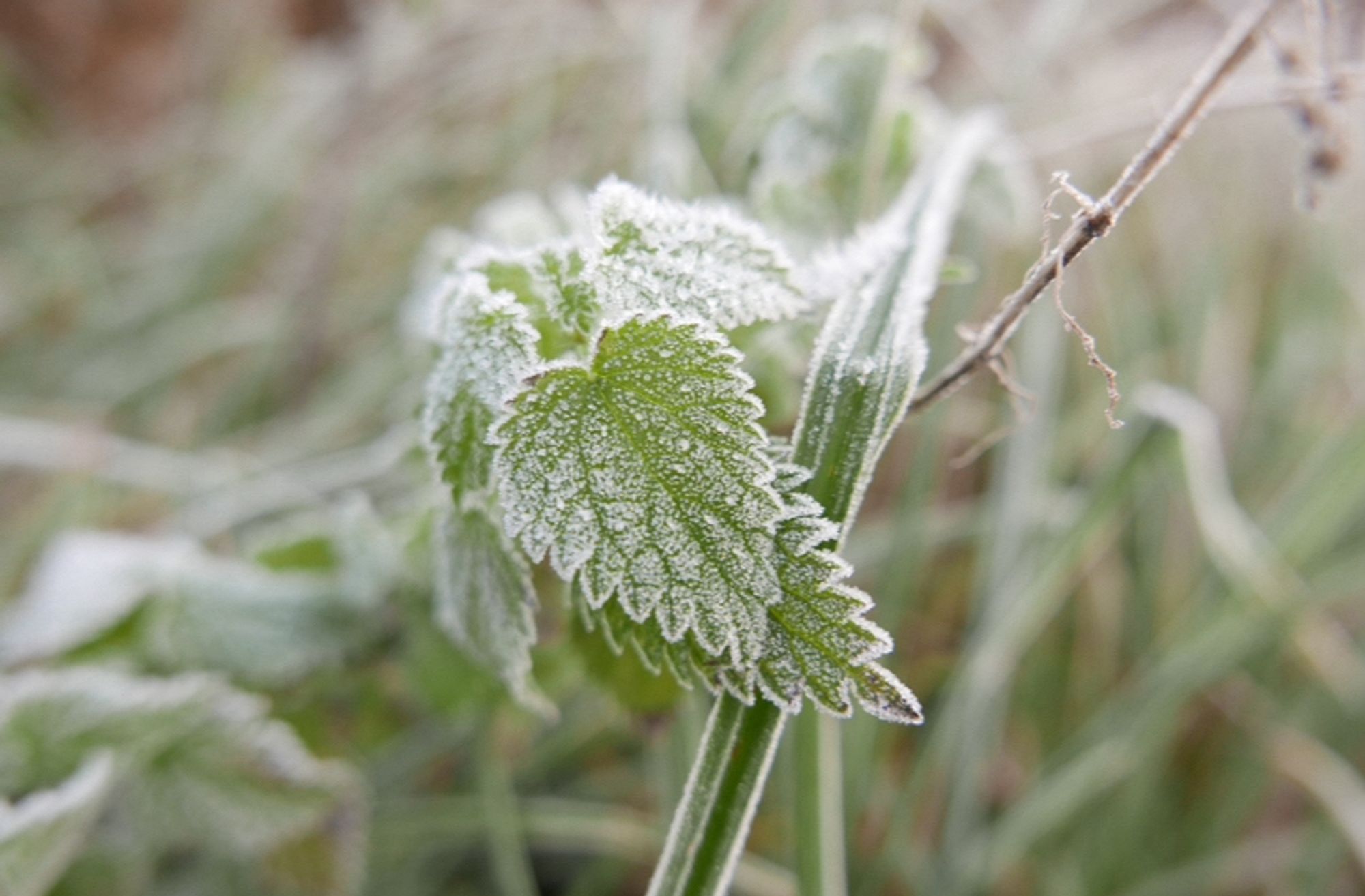 Some frosty heart-shaped nettle leaves with frosty long grass in the background