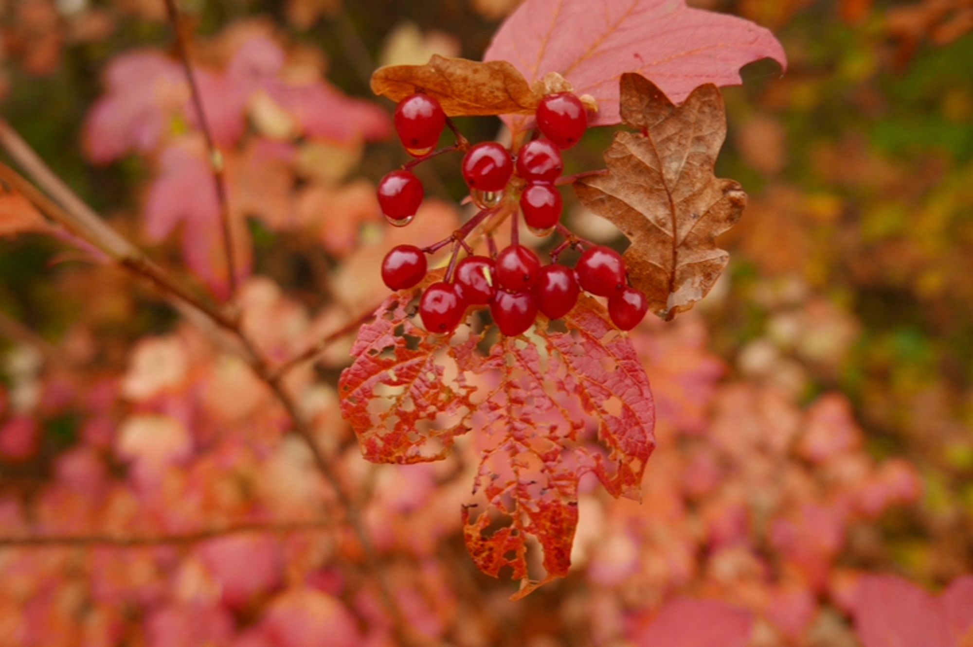 A weathered, vibrant red viburnum leaf with some bright red berries, still wet from the autumn rain.