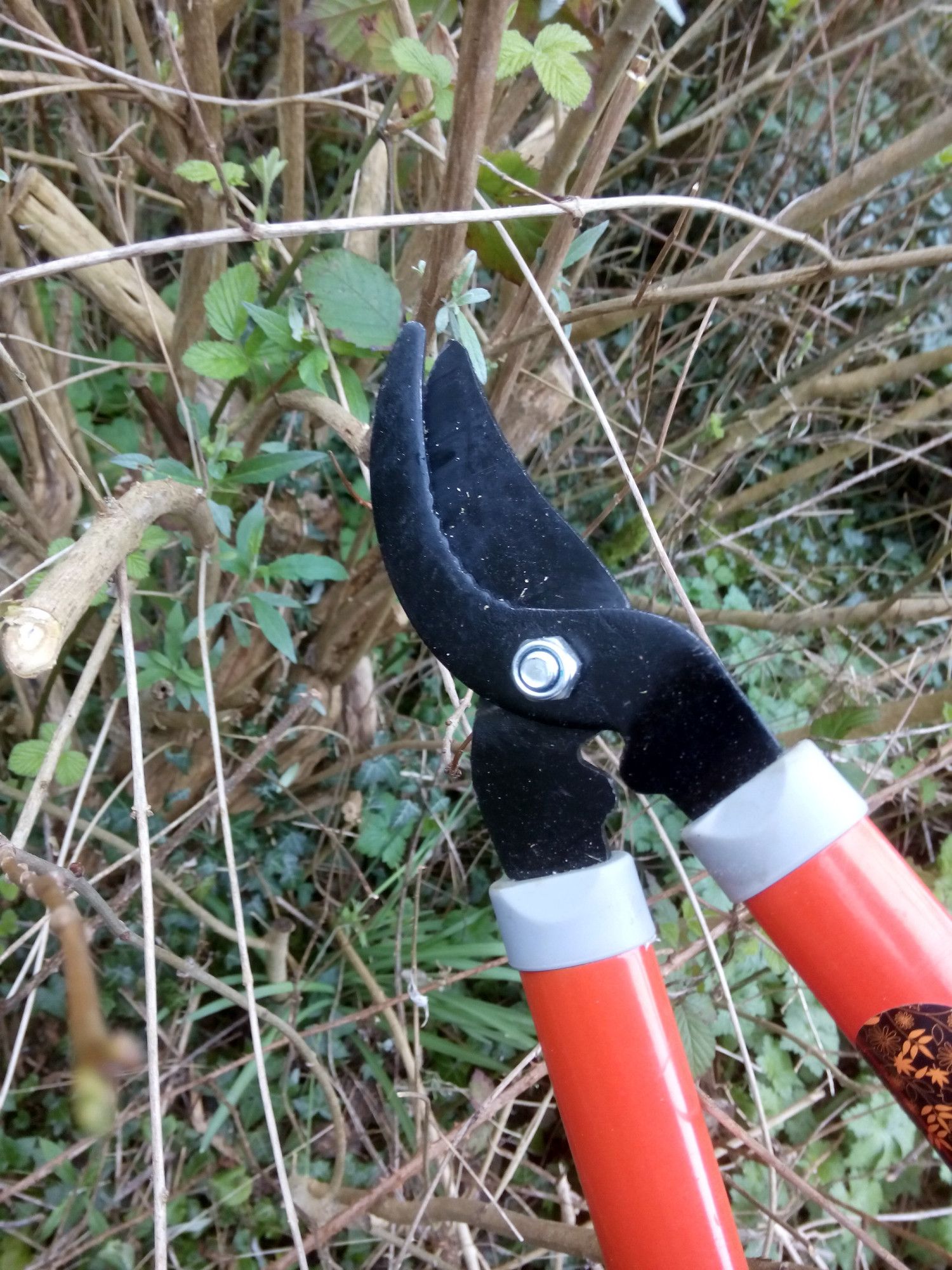 A pair of secateurs advancing on probably an elder or something.