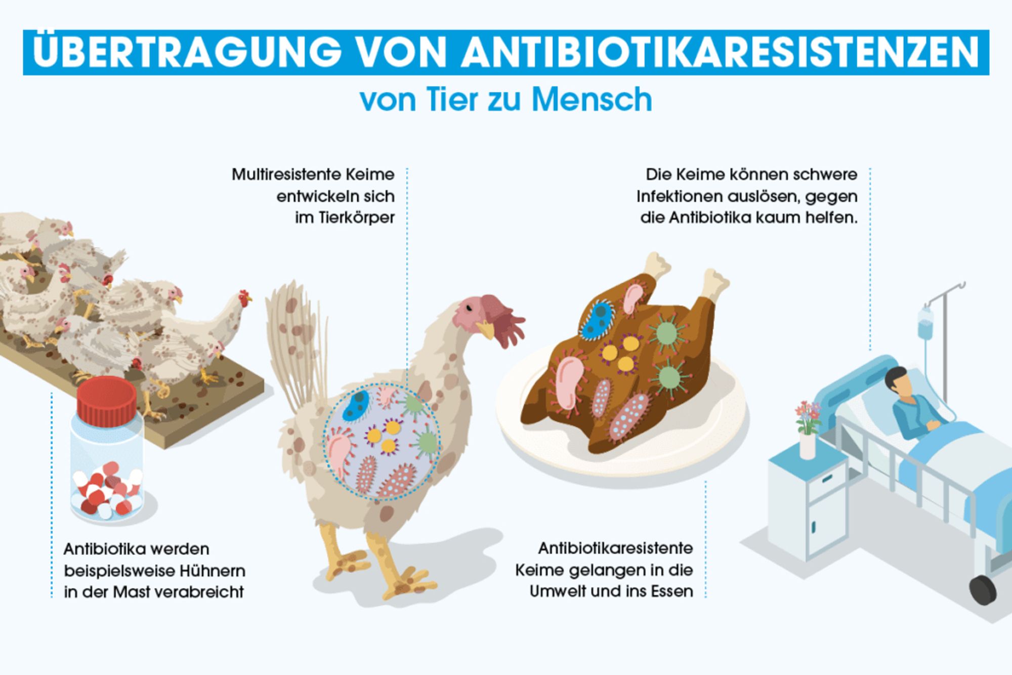 Illustration die die Übertragung von Antibiotikaresistenzen darstellt am Beispiel der Hühnermast, Antibiotika werden den Tieren verbreicht, in den Tieren entwickeln sich multiresistente Keime, diese Keime gelangen in Umwelt und ins Essen, diese können dann auch beim Menschen schwere Infektionen verursachen, die mit den noch verfügbaren Antibiotika kaum noch behandelt werden können.