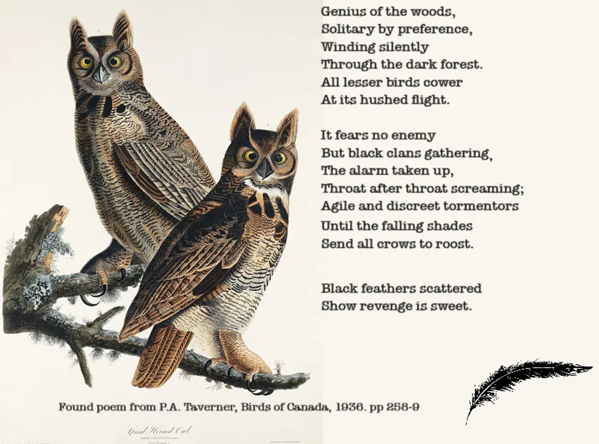 Illustration of Great Horned Owls from Birds of America (1827) by John James Audubon, digitally enhanced by rawpixel-com_61.jpg; CC BY-SA 4.0 <https://creativecommons.org/licenses/by-sa/4.0>, via Wikimedia Commons.
 
Feather image by scarlett_z10 from Pixabay