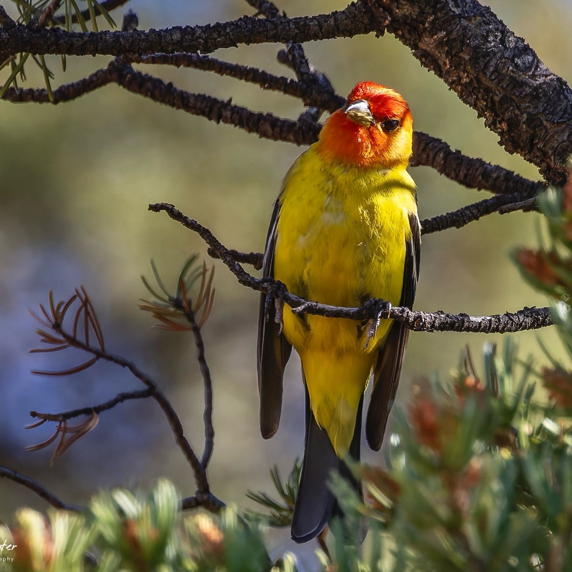 Western Tanager perched in a tree with quizzical look.