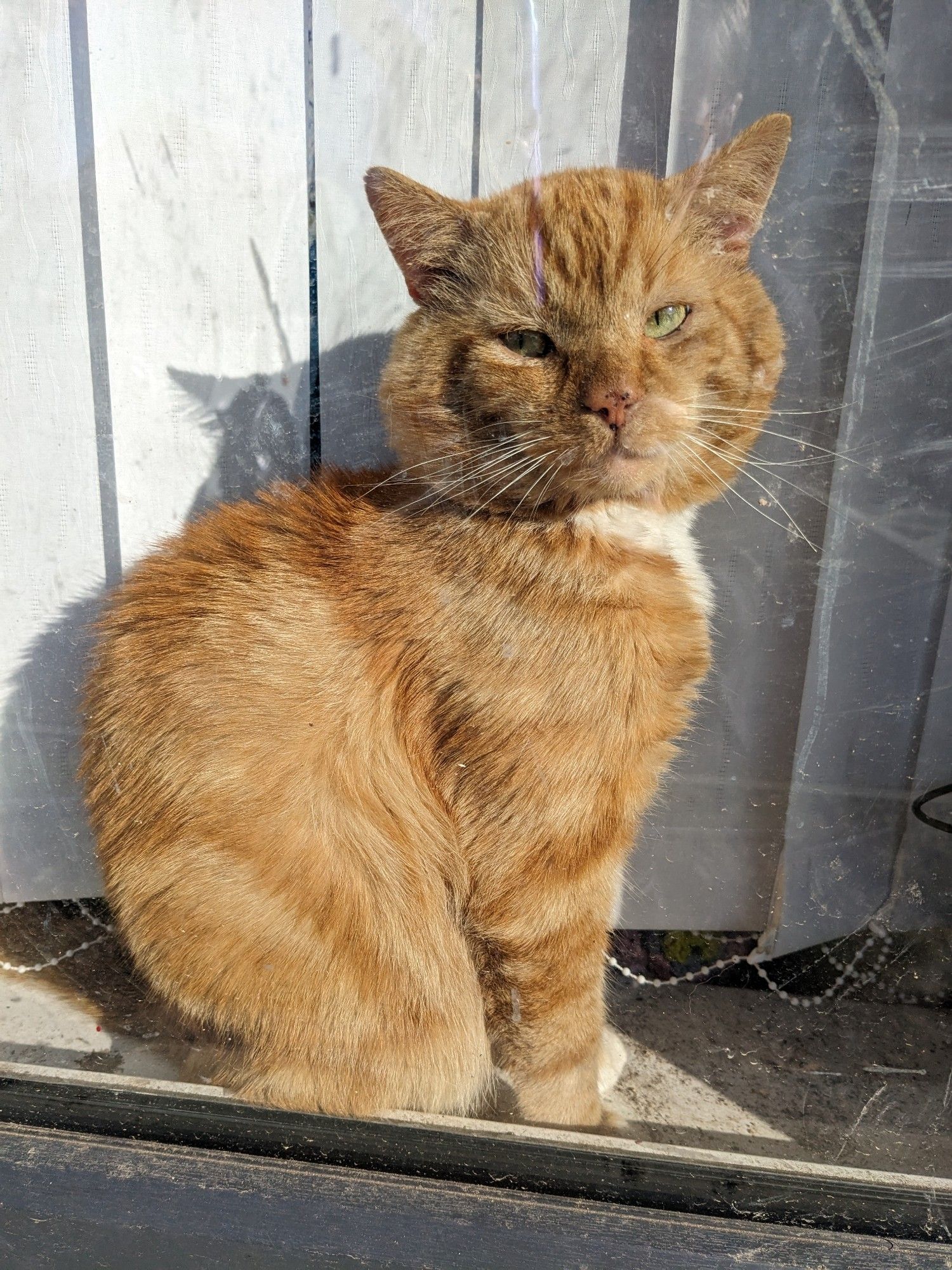 Bilbo sits on the inside windowsill basking in the sunlight, looking scornfully at the camera. He says "I'm sunbathing. Please do not disturb! I did not make this place dirty!"