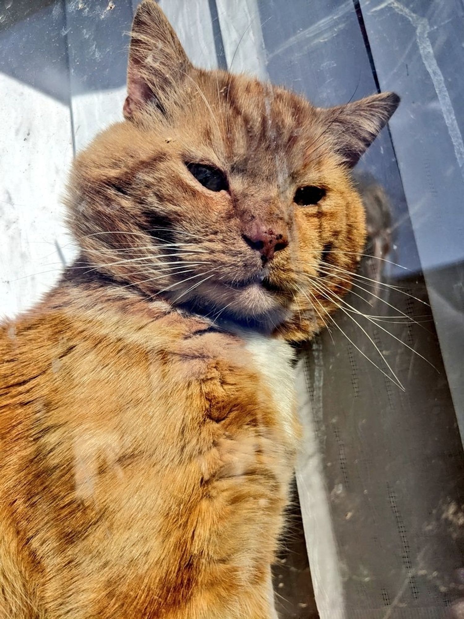 A close up of Bilbo sitting on the windowsill in the sunshine, looking scornfully at you after being disturbed. He says "I have made a legitimate and peaceful request!"