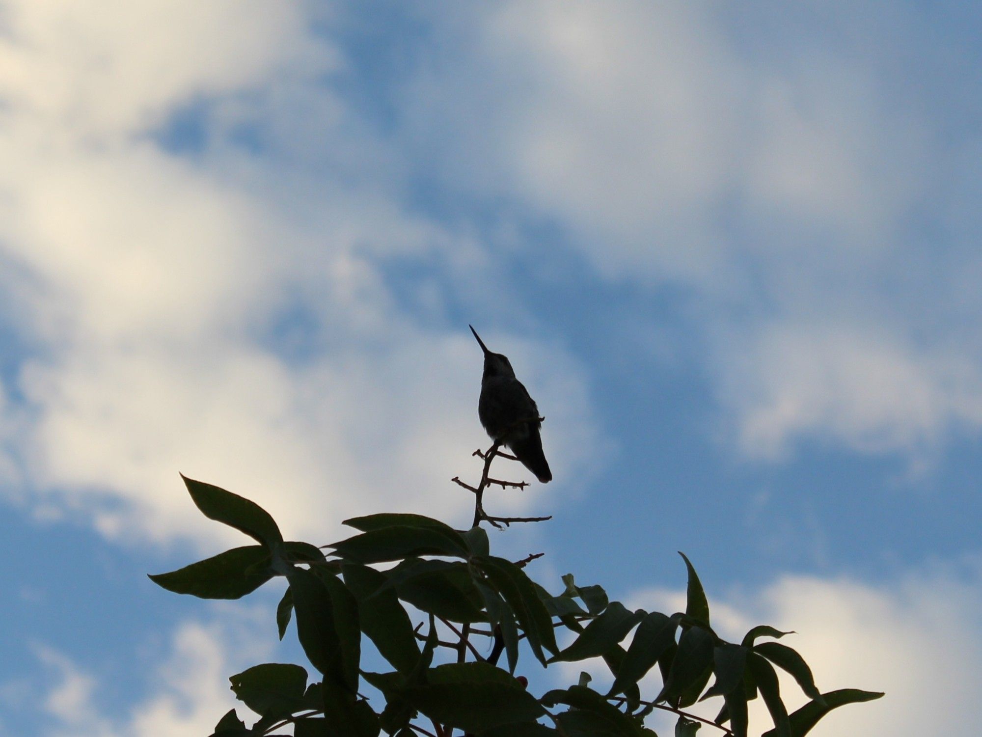 A hummingbird perches on the very top of a tree, back-lit against a blue morning sky. Both the hummingbird and its tree are cast in full shadow.