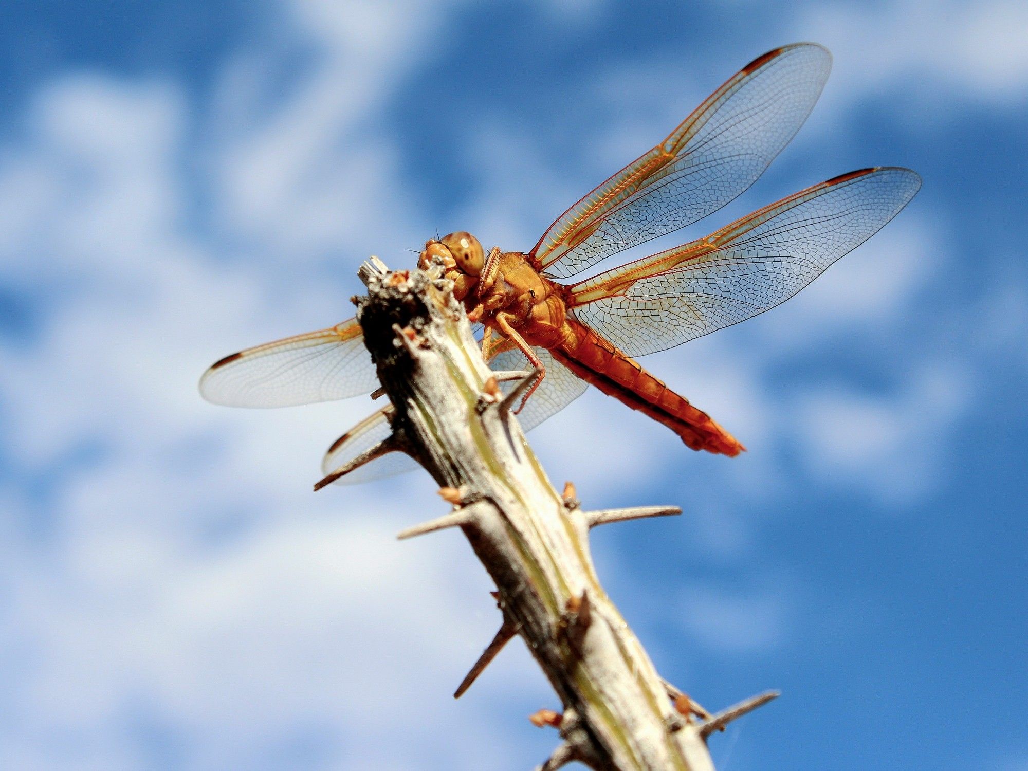 An orange skimmer dragonfly perches on the end of a pale green ocotillo (Fouquieria splendens) stalk. It holds its wings out to the sides, emphasizing the detailed veining across their length.