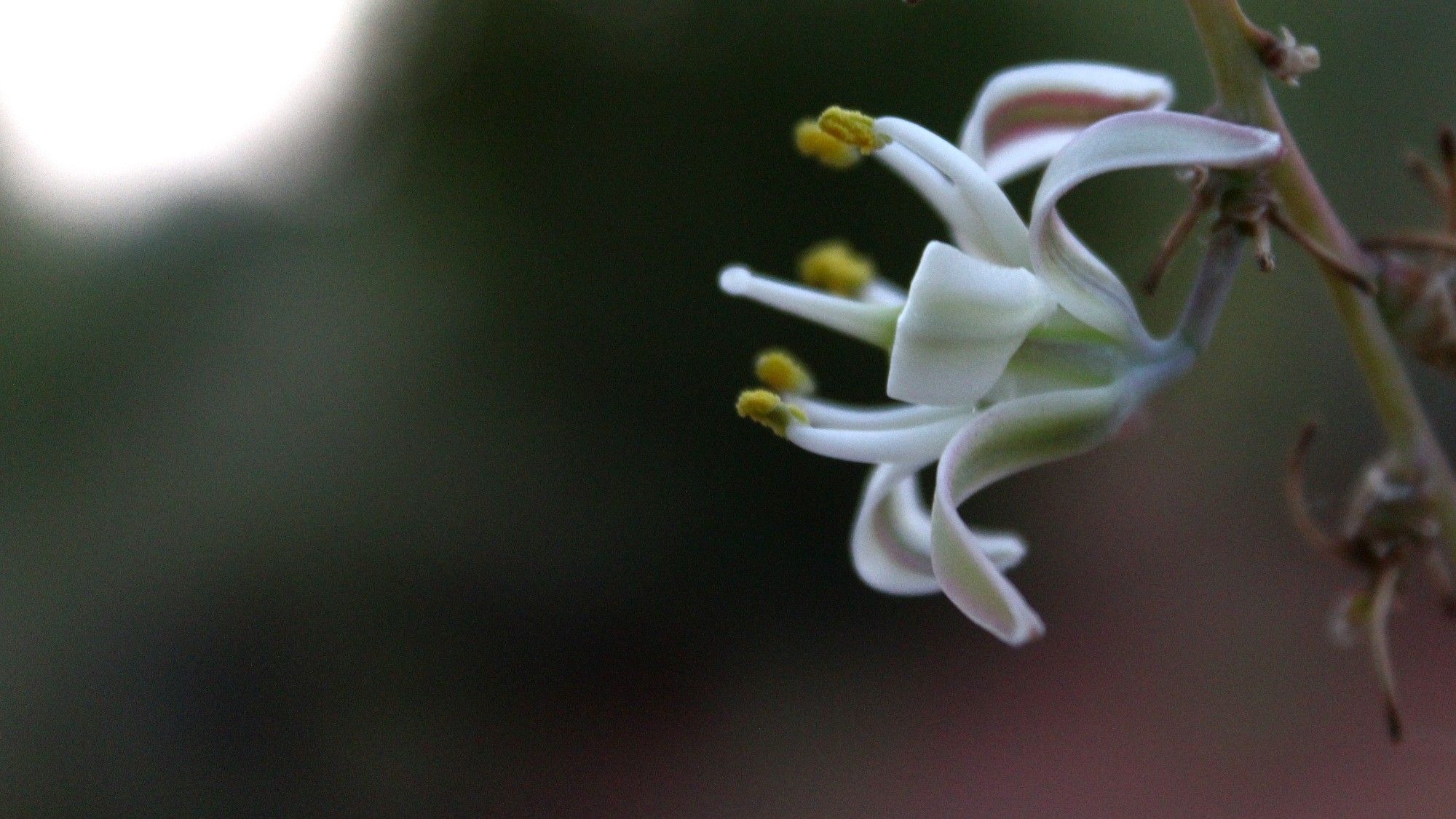 A pale white and green night-blooming hesperaloe (Hesperaloe nocturna) flower stretches from a dark stalk to the right of the frame. Long stamens with pale yellow anthers curl toward the flower's center.