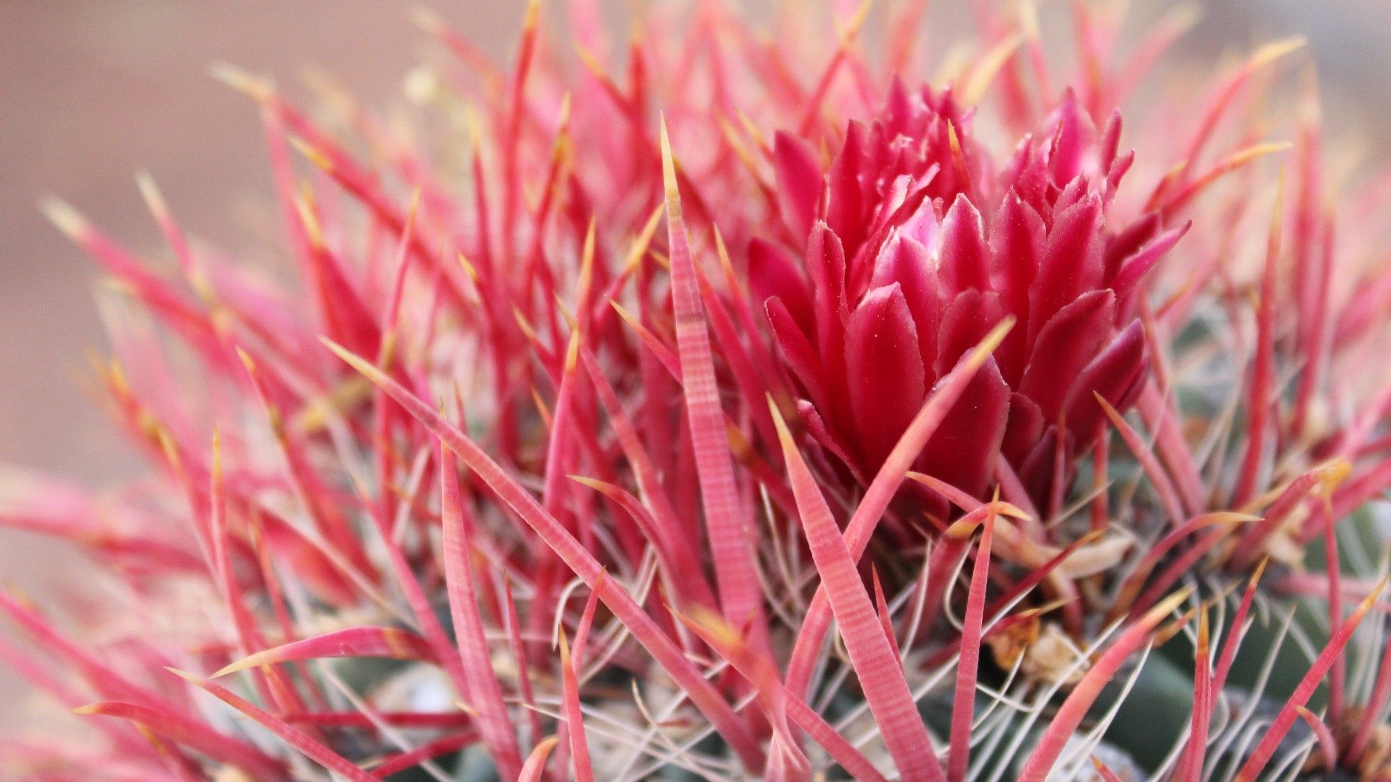 An abstract shot of a fire barrel cactus (Ferrocactus gracilis). Several long pink spines wind around the barely-open petals of a red flower.