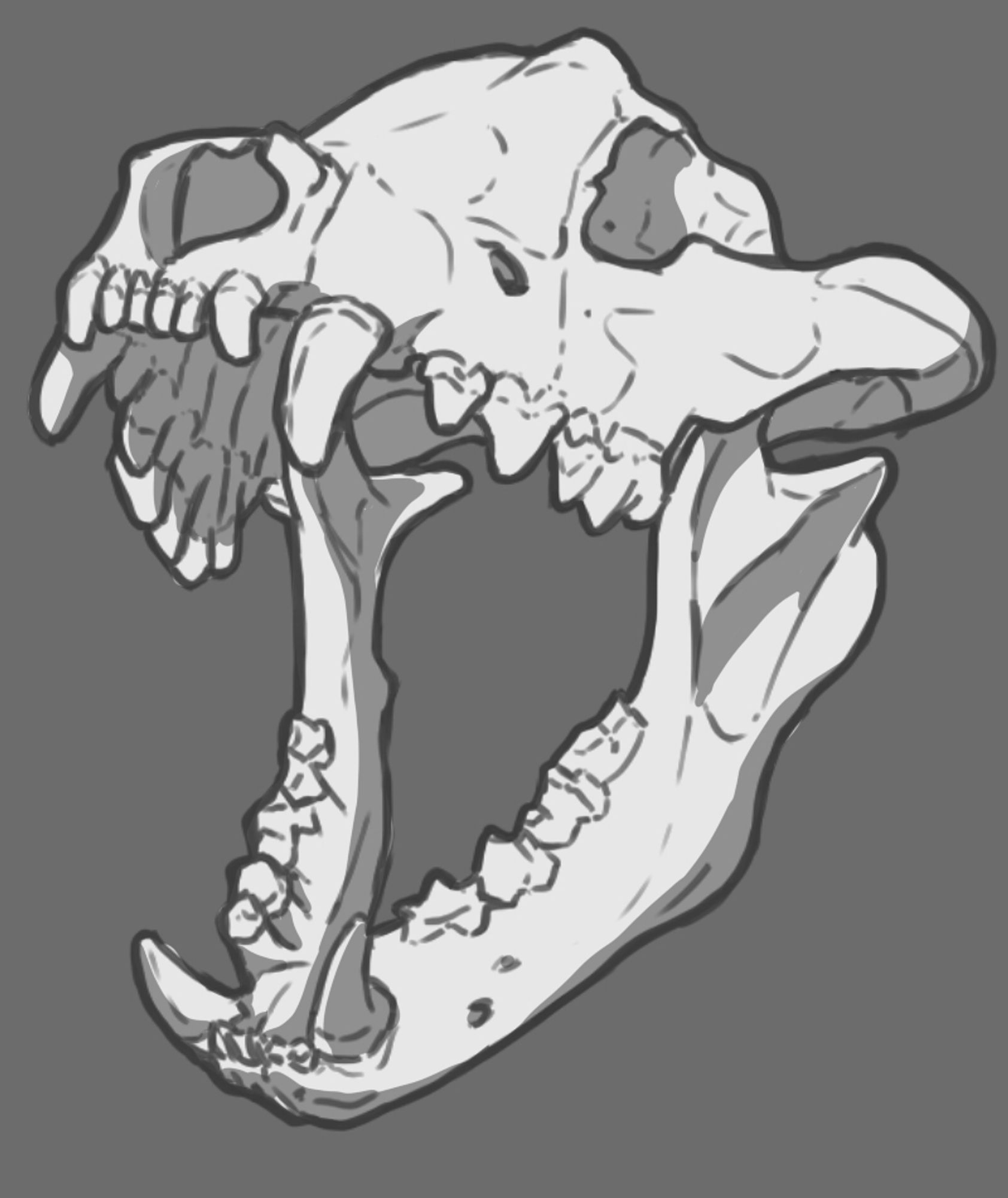 A grayscale digital sketch of a Dinocrocuta skull in 3/4 profile facing left. The jaws are wide open, and the skull is slightly tilted up in order to expose as many sharp teeth as possible.