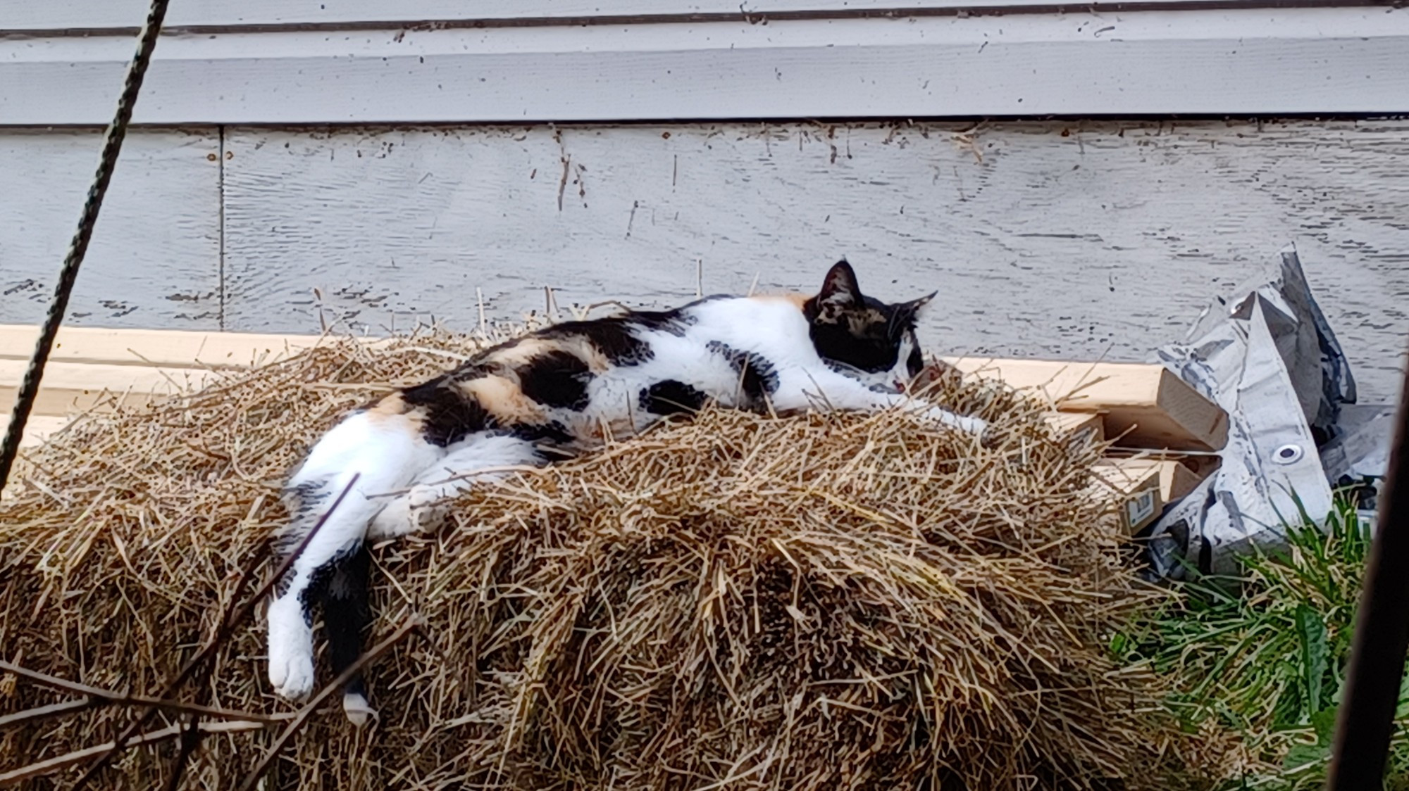 A drop-off calico cat in liquid form, draped over a hay bale, clearly thinking she owns the place.