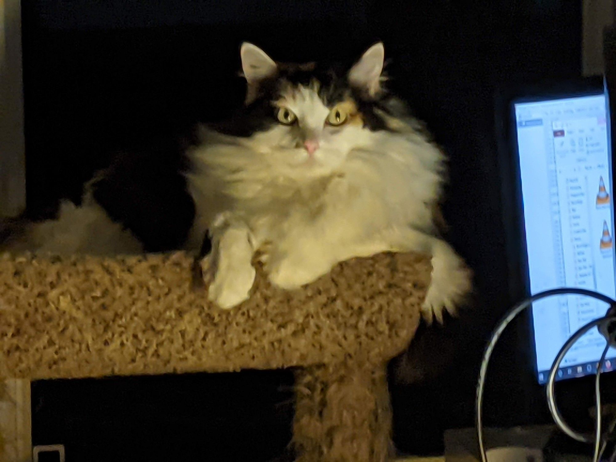 A photograph of a cat laying in a trough-shaped cat tree. She has lifted her head up, perching her two front paws over the edge of the edge of the trough. Against the backdrop of a completely darkened window, and bathed in a warm, reddish-orange glow from below she stares at the viewer, almost menacingly.