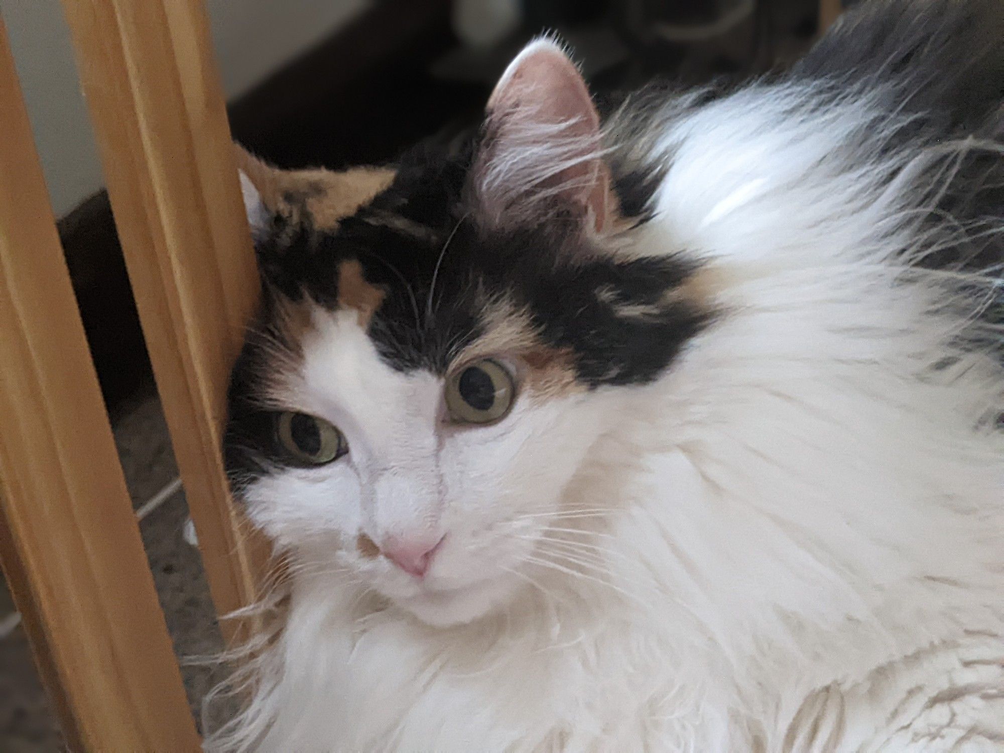 A photograph of a white cat with black and brown splotches on the top of her head. She lays her head against the slat of a head of a bed. She aimlessly stares ahead of her, her pupils wide. She looks as if she has no thoughts in her head. Her mind is active, but has nothing to think of, and this is deeply concerning to her.