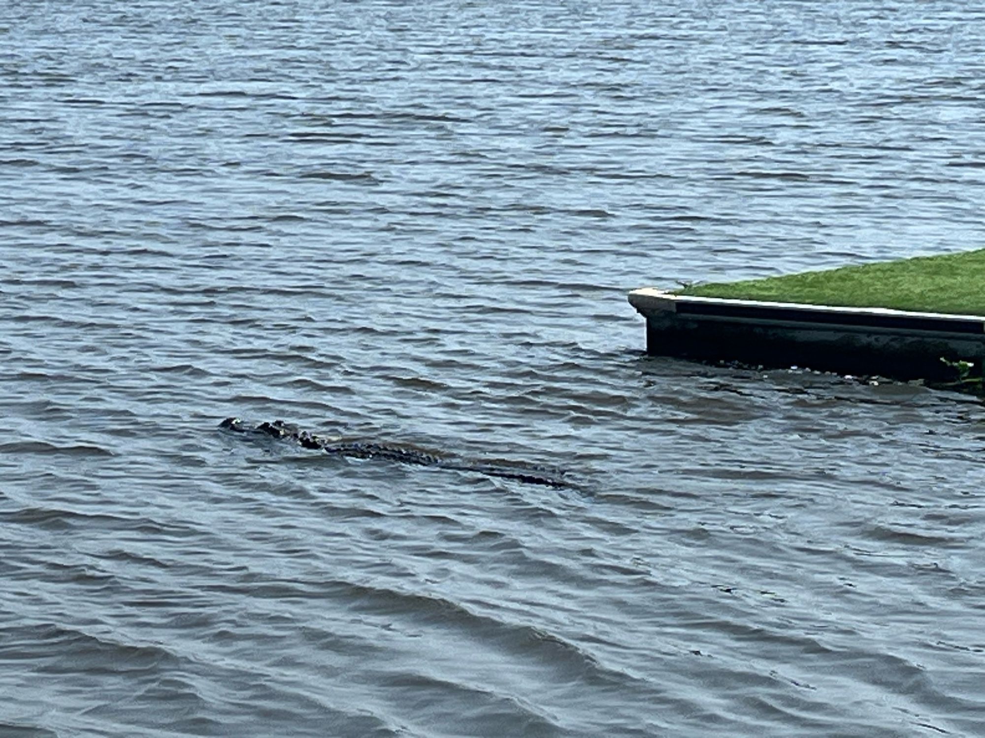 Alligator swimming away in Lafitte