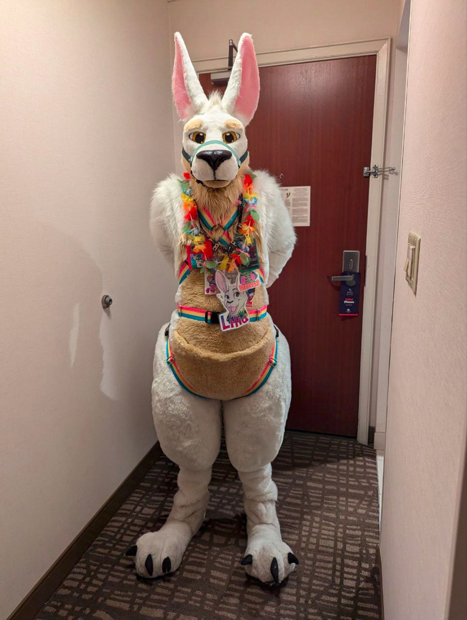 White-and-cream kangaroo fursuiter, standing with legs together and arms behind back, with a green muzzle around their snoot and a pan pride sled harness around their body