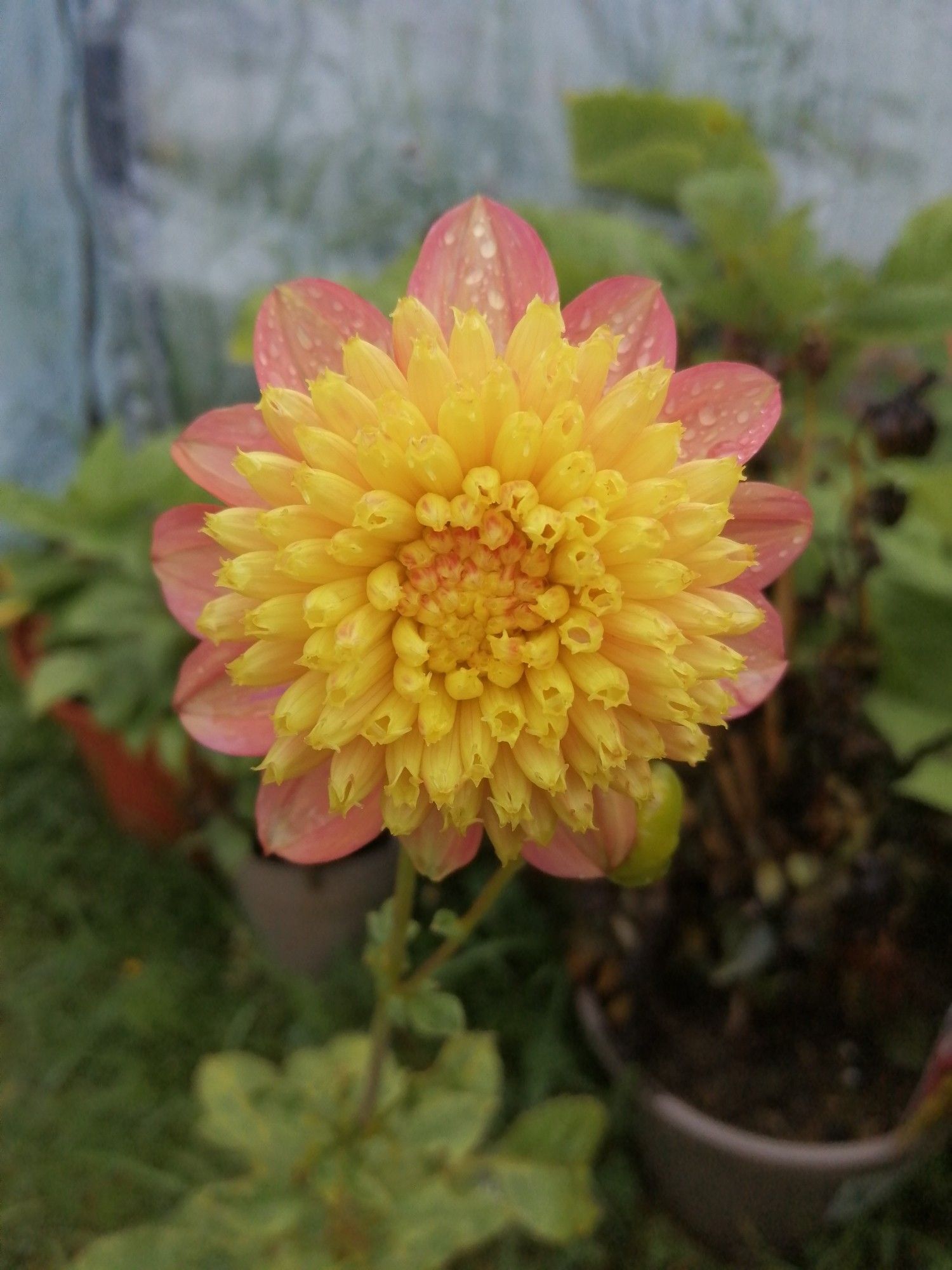 Dahlia bloom with yellow tubules fanning out from the centre, surrounded by pink petals glistening with rain droplets