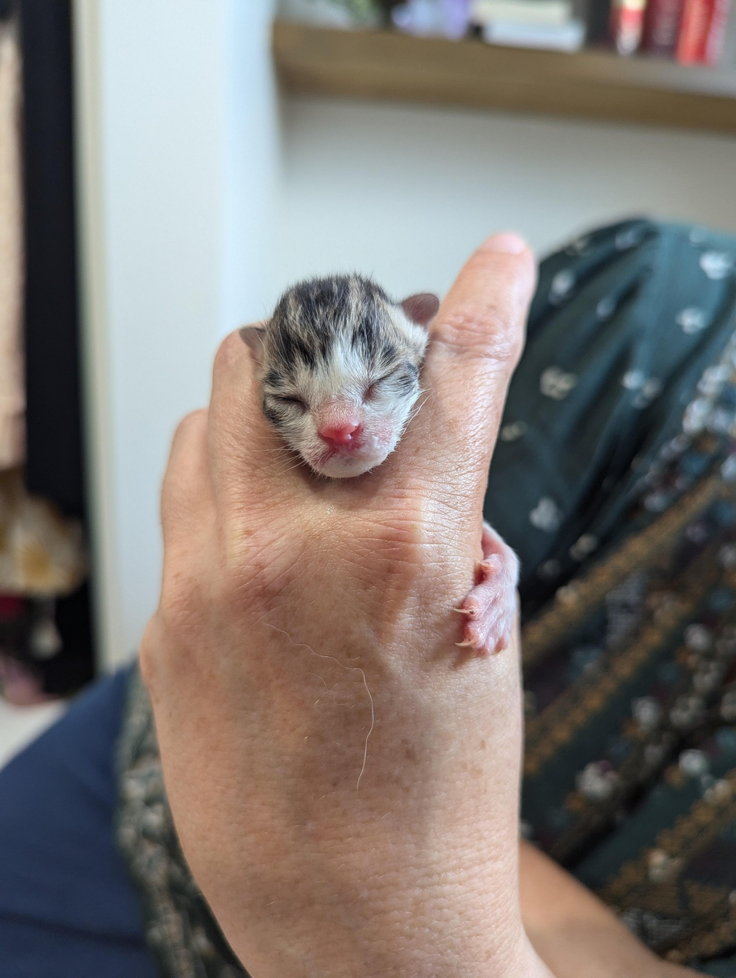 plain text: what the fish is going on!
image description: a tiny newborn kitten being held between a person with pale skins index and middle finger. the kittens tiny paw is wrapped around the index finger, and its mouth has a bit of milk on it. its ears are very small and cute.