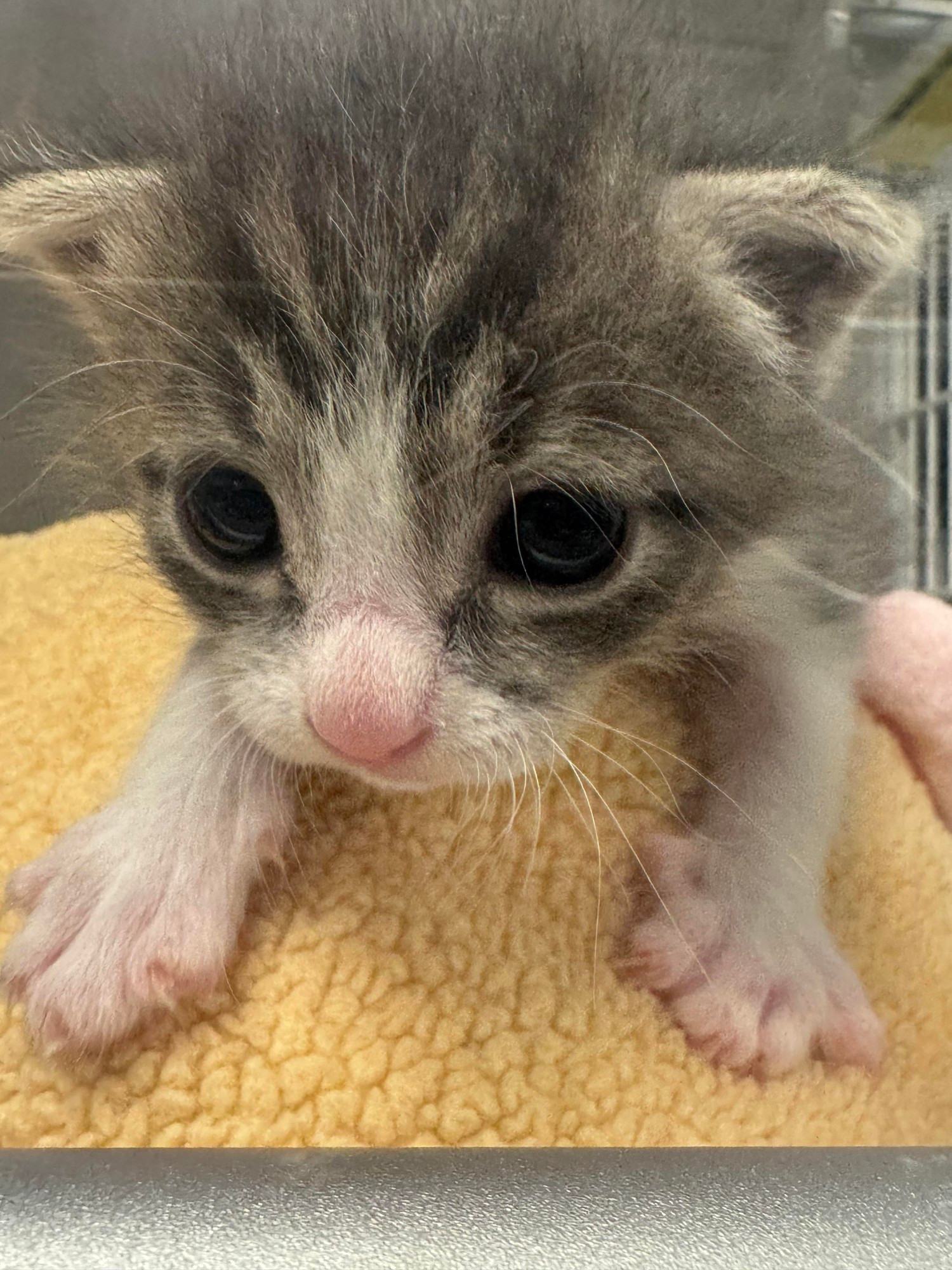 plain text: hello is this thing on? hello? hi it's spoingle from twitter how are you!
image description: a grey and white tabby kitten with a pink nose sitting on a yellow fleece blanket. its two front paws are visible. the kitten looks about 3 or 4 weeks of age and is very tiny..