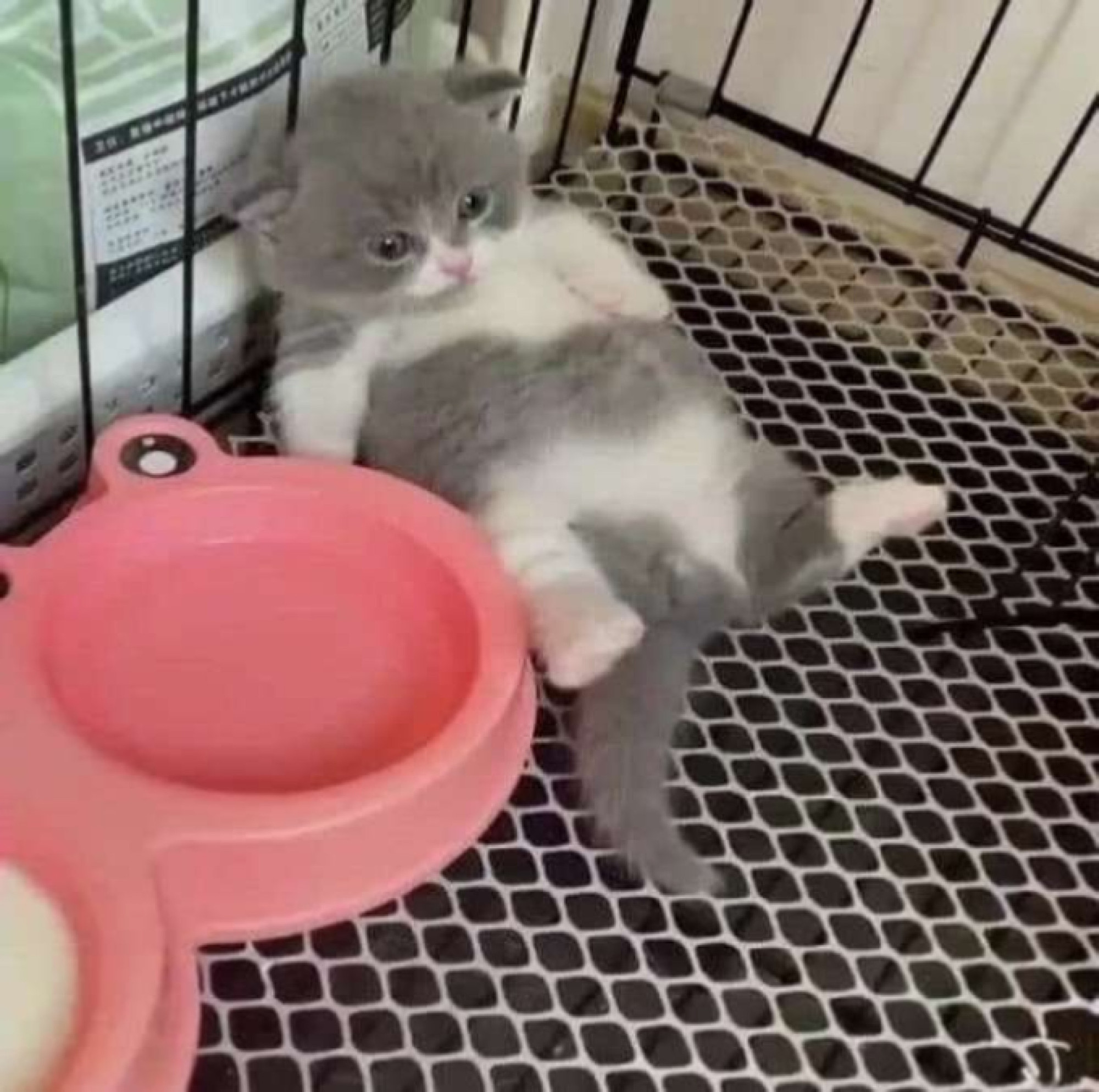 alt text: i'm so full from my dinner
image description: grey and white kitten laying on its back 