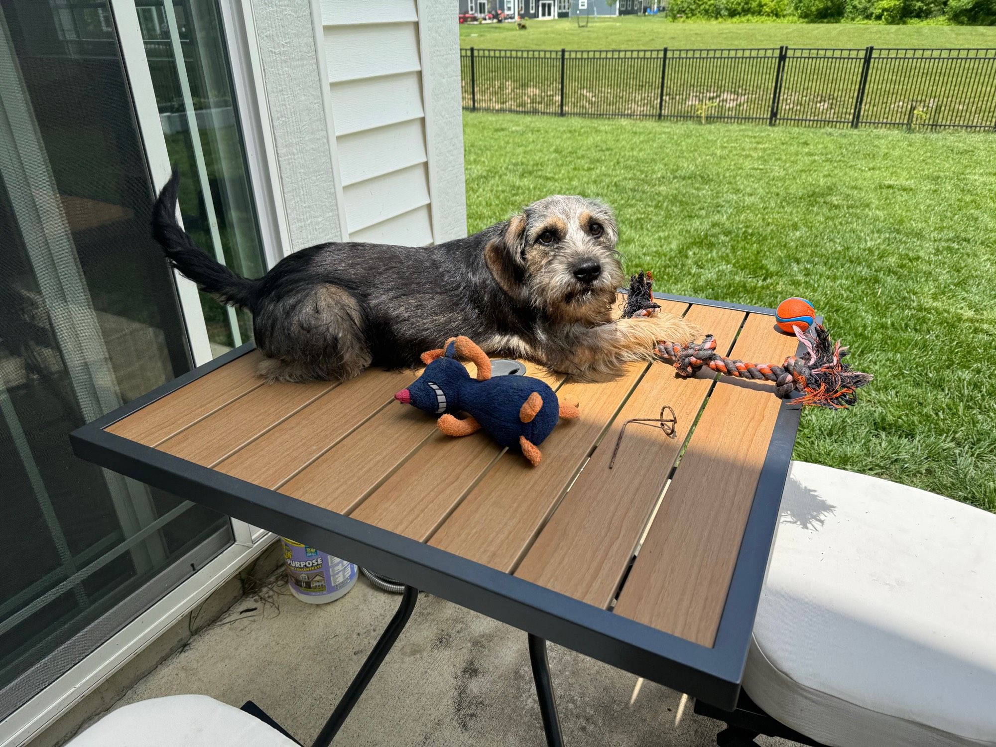 Murphy the schnauzer/beagle, with his black coat, laying on the patio table.