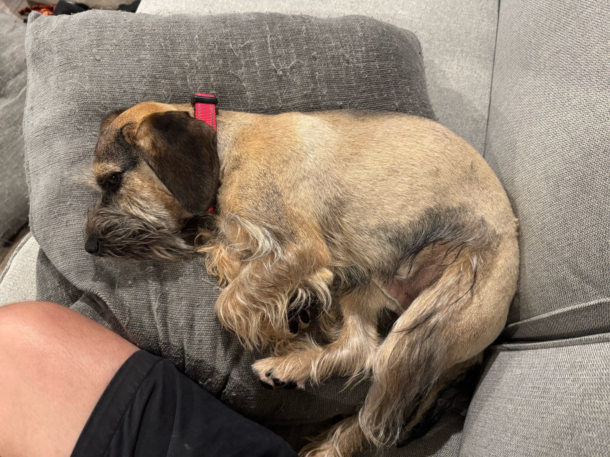 Murphy, with his short tan coat, laying on the sofa.